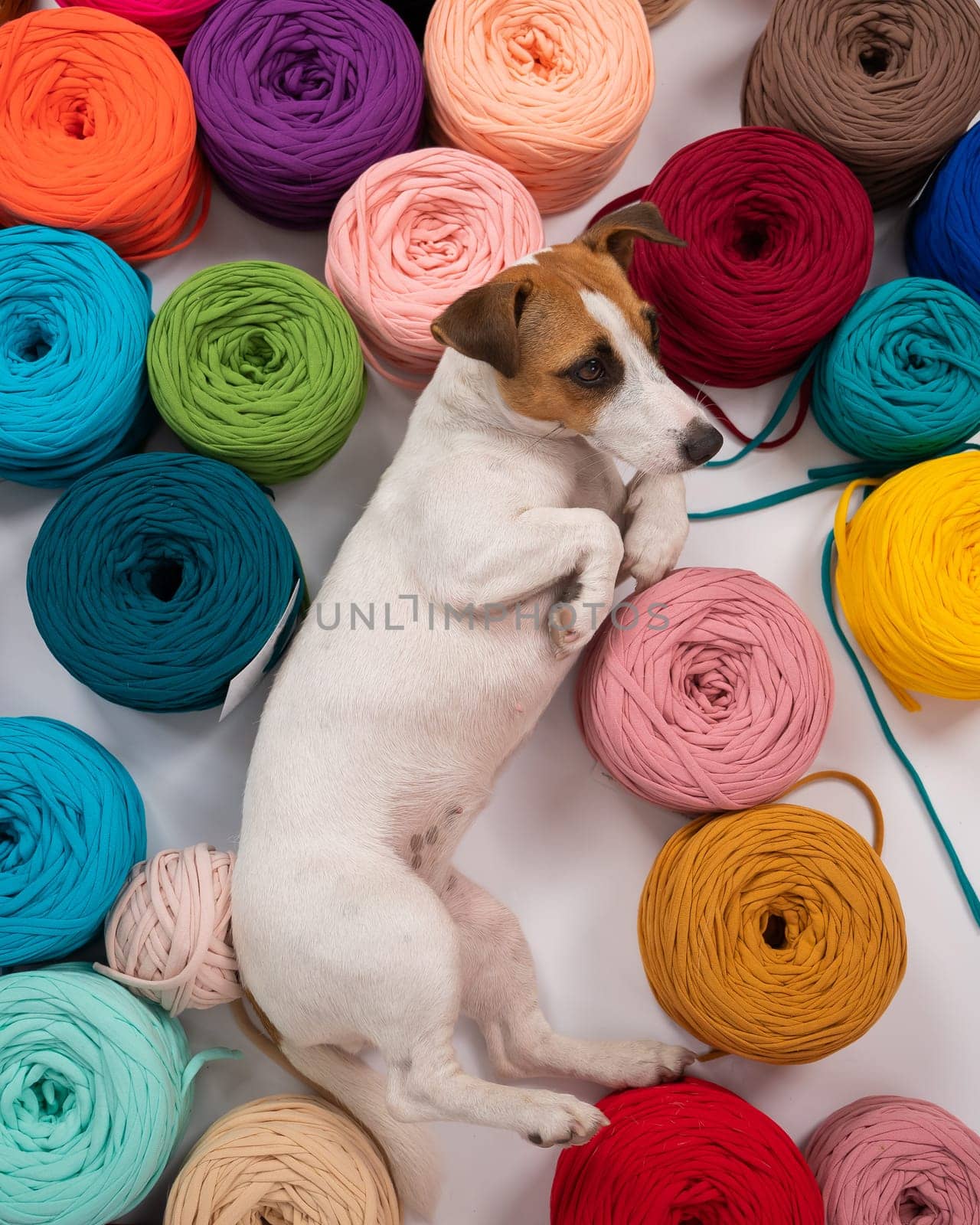 Close-up of Jack Russell Terrier dog among multi-colored cotton skeins. by mrwed54