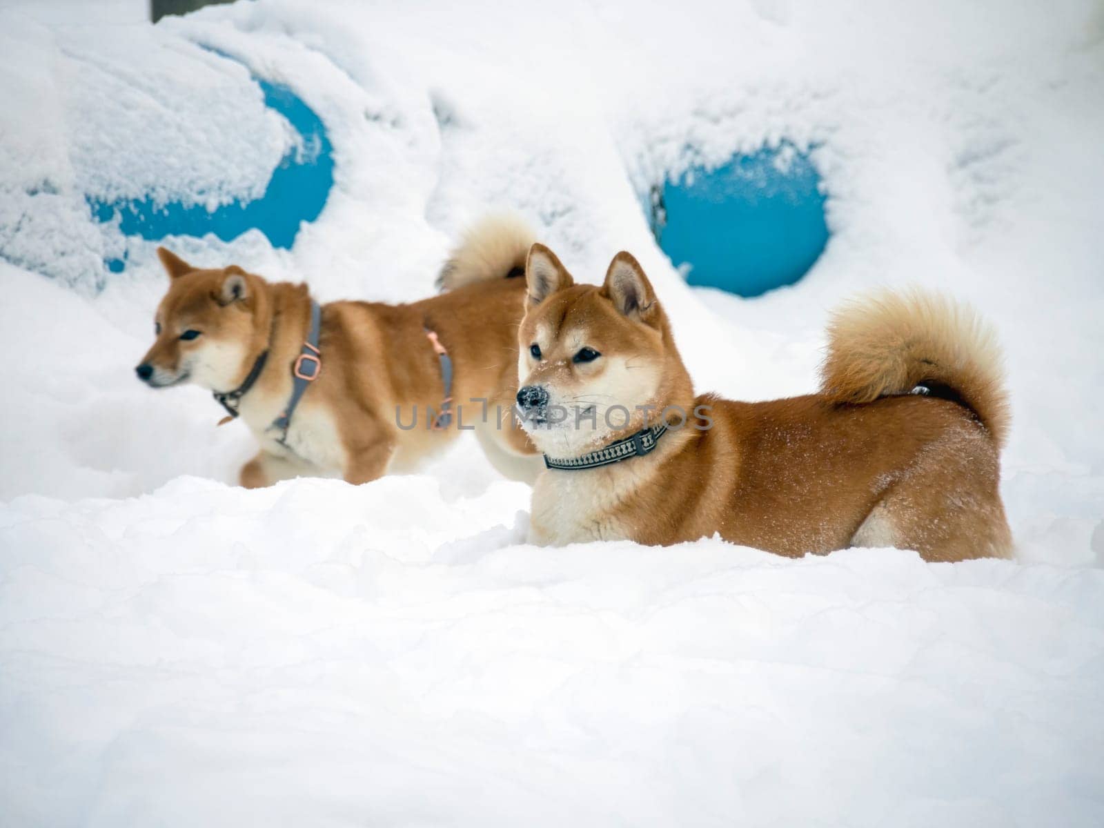 Japanese red coat dog is in winter forest. Portrait of beautiful Shiba inu male standing in the forest on the snow and trees background. High quality photo. Walk in winter