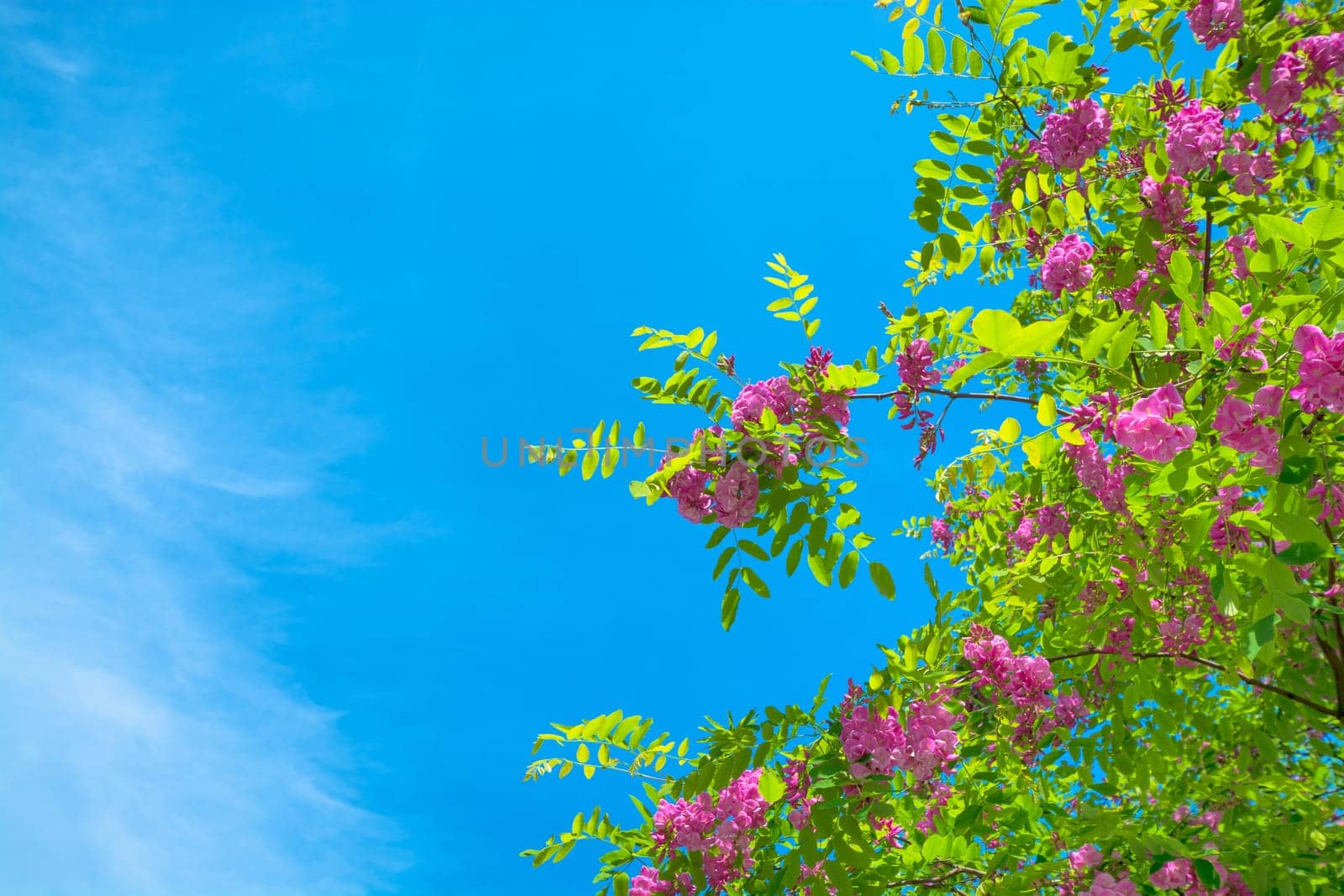 Blossoming tree branches on blue sky background by Imagenet