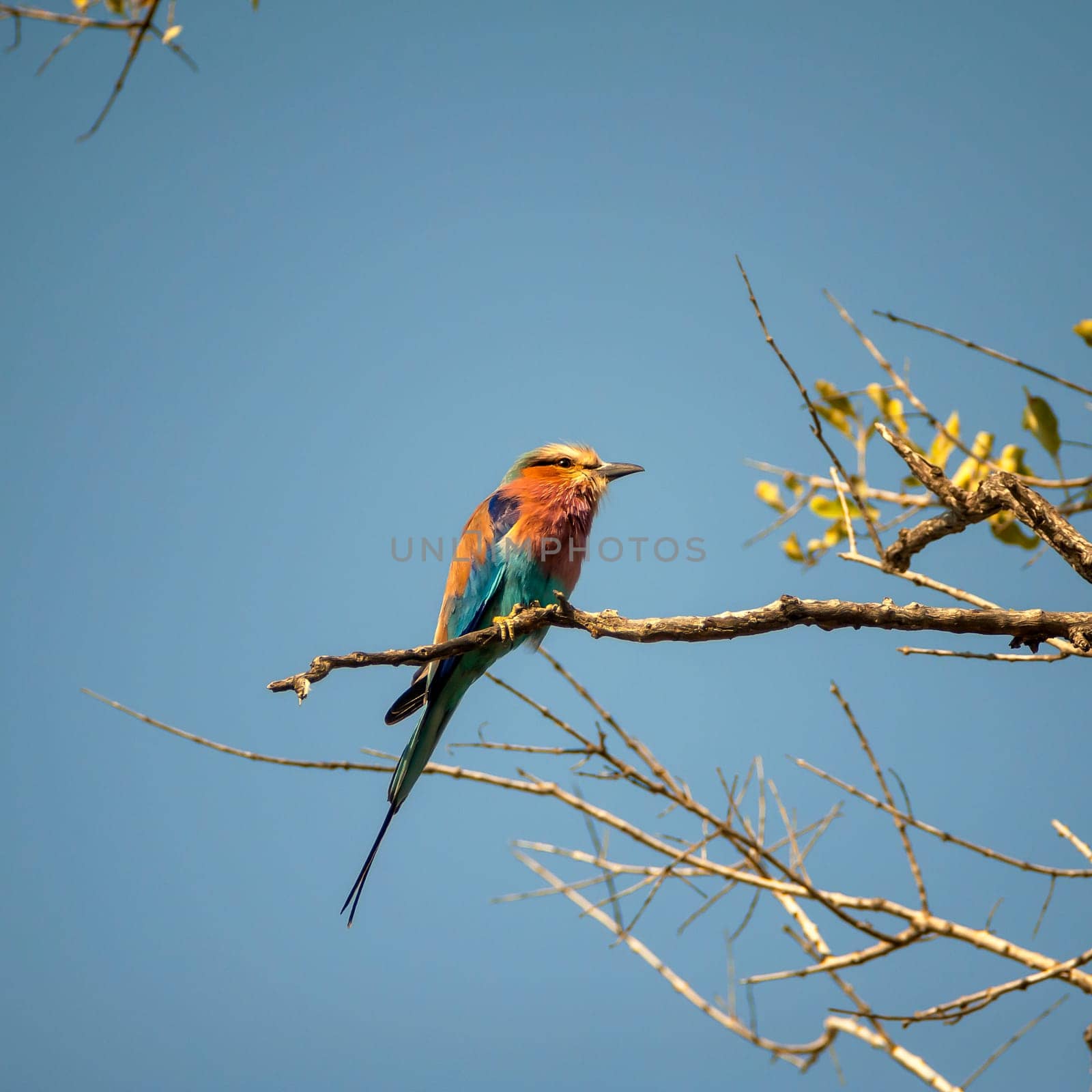 Lilacbreasted Roller (Coracias caudata) South Africa, Mpumalanga, Timbavati Nature Reserve