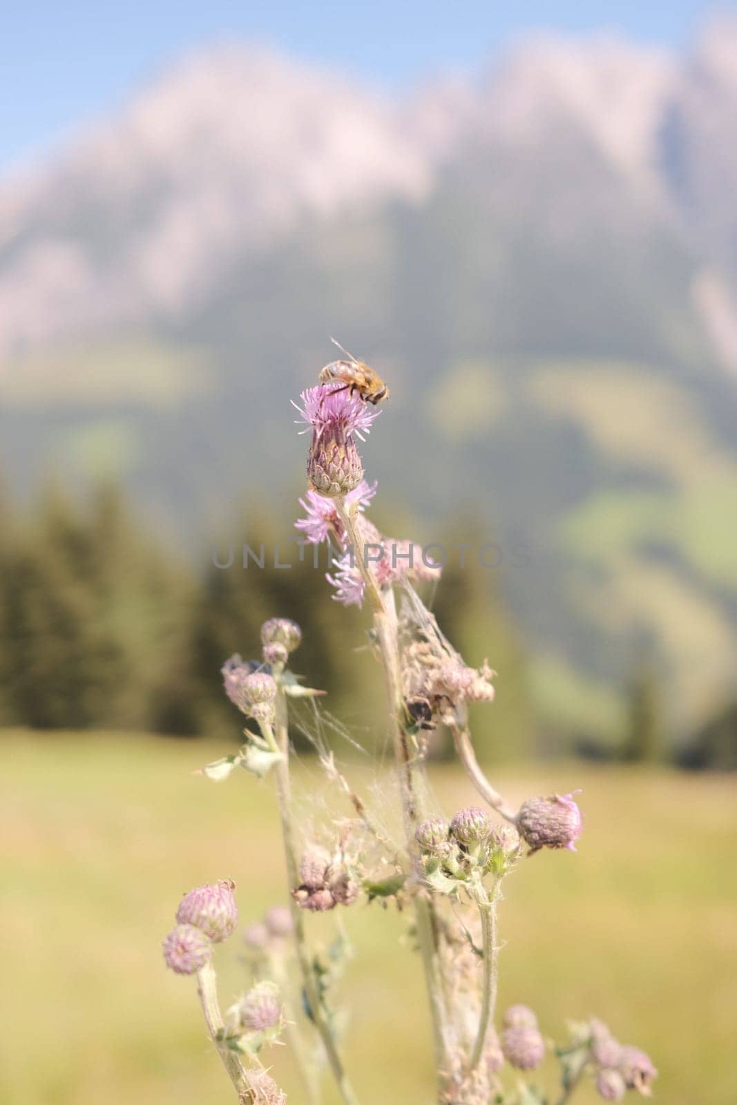 Wild bee on a purple flower on the mountain meadows of the Leogang mountains in Austria