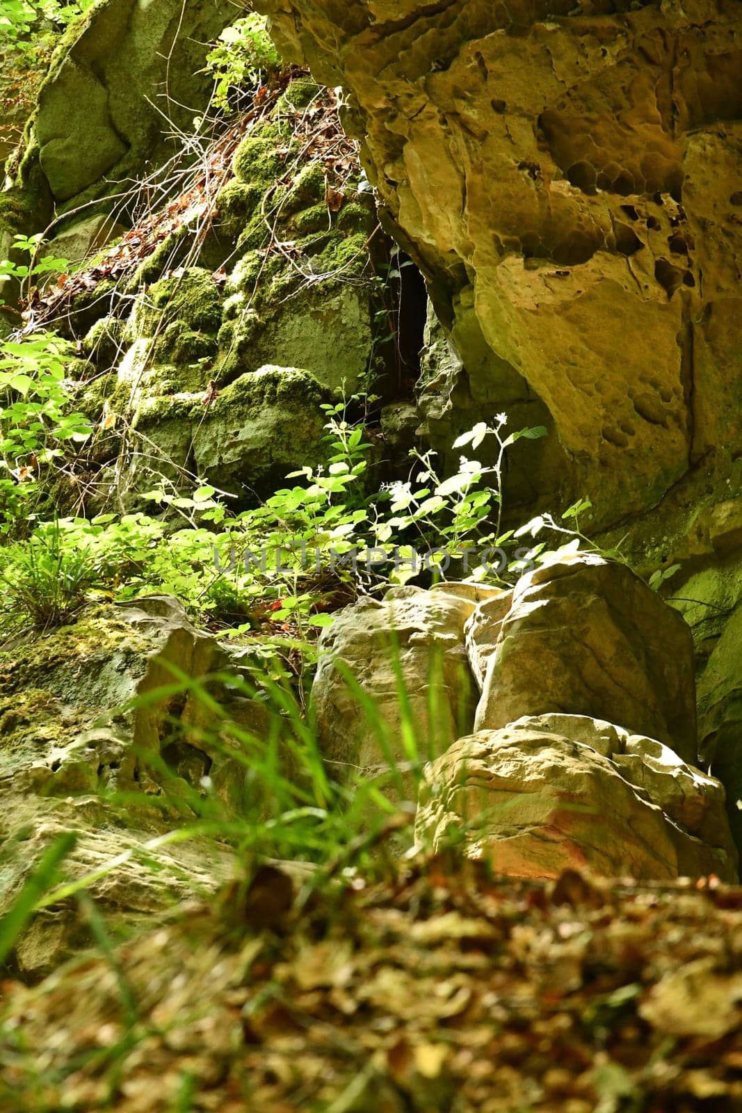 Grasses and moss in the morning sun on the forest