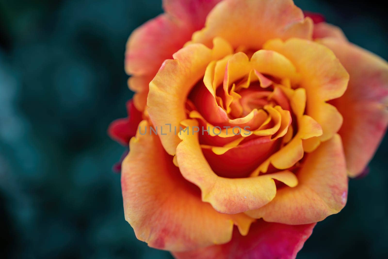 Beautiful Rose and Rosebuds in Rose Garden, Close Up, Selective Focus