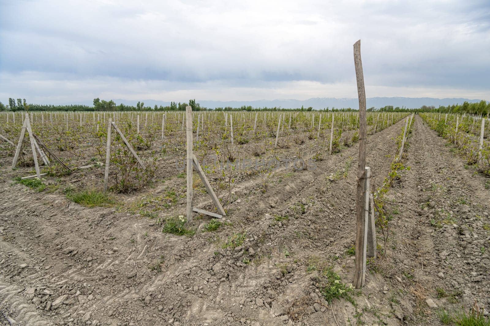 The view of vineyards in a rural area. Central Asia