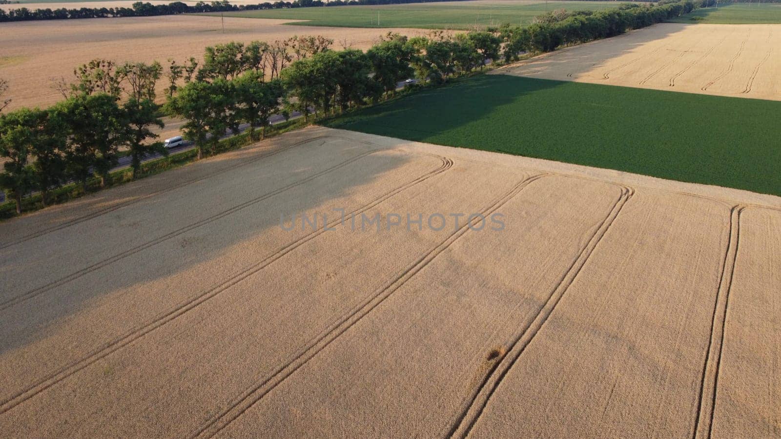 Landscape of yellow fields of ripe wheat and field of green agricultural plants, highway, cars driving in summer evening. Agricultural industrial field. Wheat plantations cultivation Aerial drone view