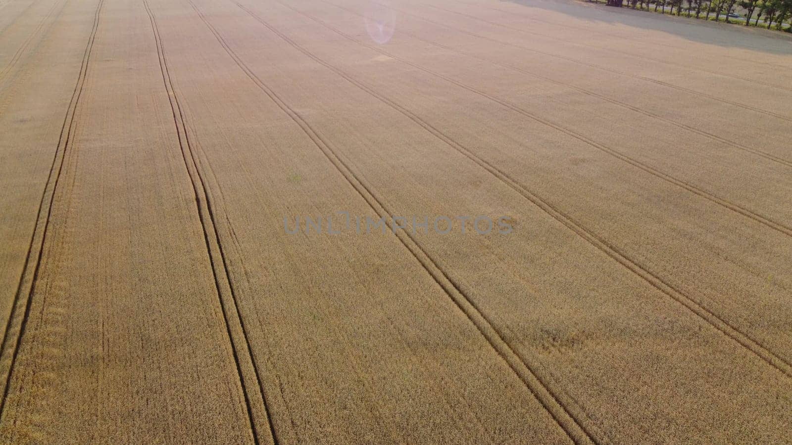 Wheat field. Flying over wheat field ears of mature ripe wheat. Sun light. Wheat grain crop harvest. Agricultural agrarian panoramic landscape. Industrial grain cultivation. Aerial drone view