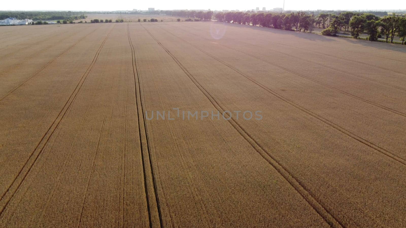 Panoramic view of the wheat agricultural field. Flying over a big field of ripe mature wheat at sunset dawn on summer. Shining sun, sun glare. Agrarian countryside rural landscape. Aerial drone view