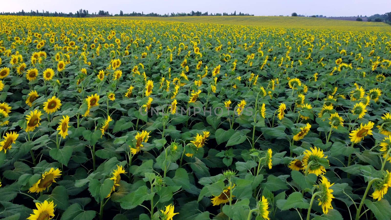 Sunflower field. Large field of blooming sunflowers. Flying over flowers of blooming sunflowers in big field of sunflowers. Industrial cultivation of sunflower. Agricultural agrarian land. Farmland.