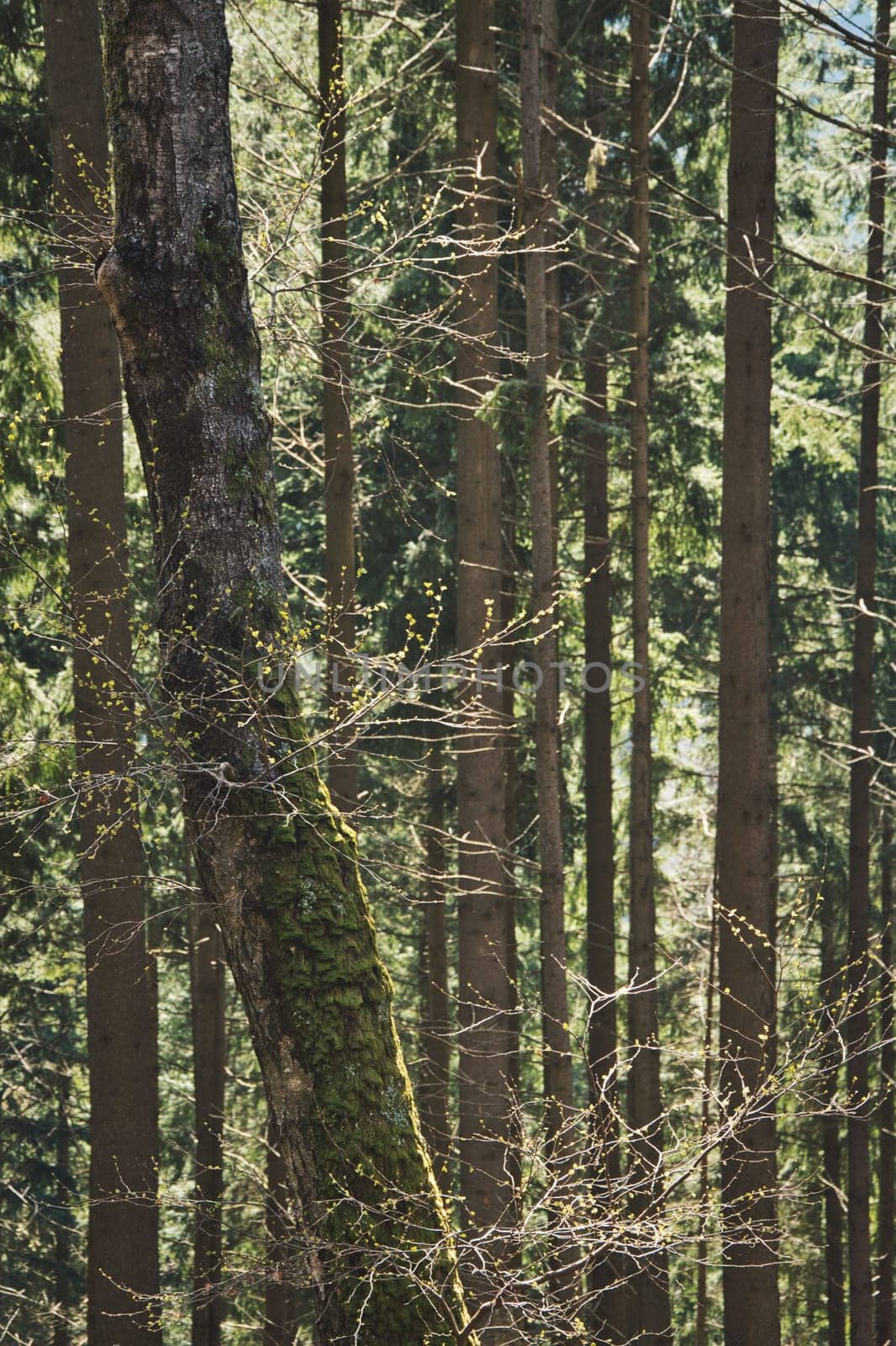 Vertical shot of the Blackwood forest near Staufen, Breisgau, Germany