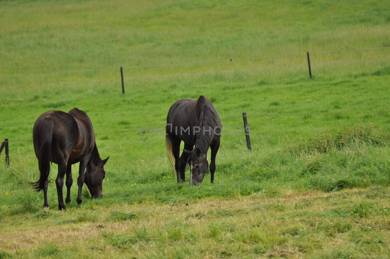 Horses grazing in the field in Ratingen, Germany
