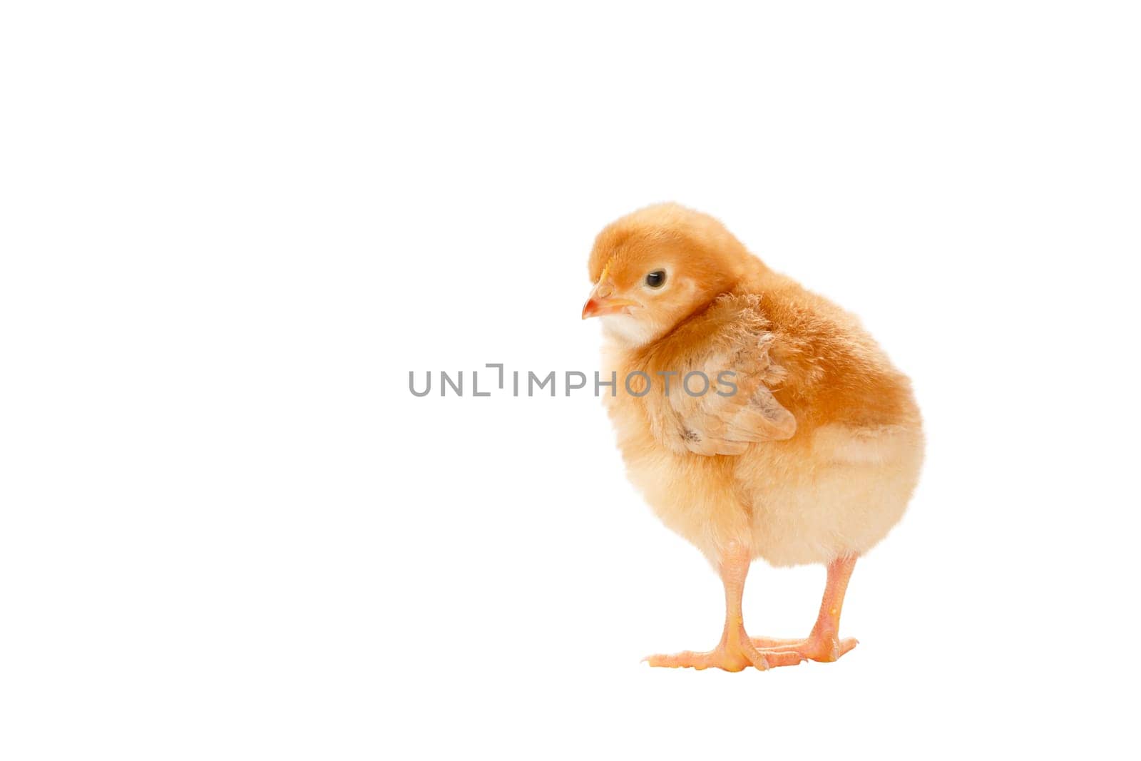 chicken red color isolated on white background , animals