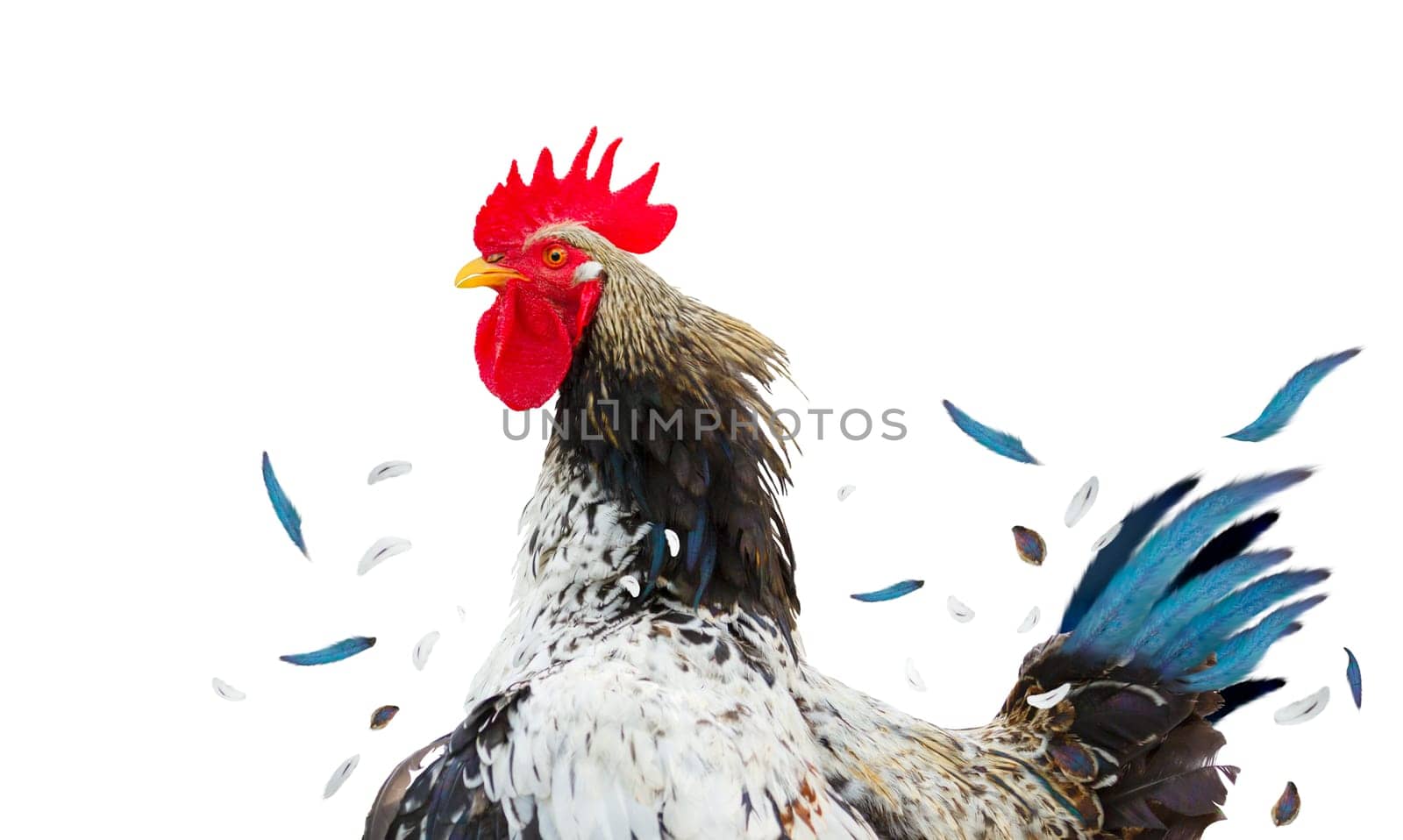 rooster with flying feathers isolated on white background , animals