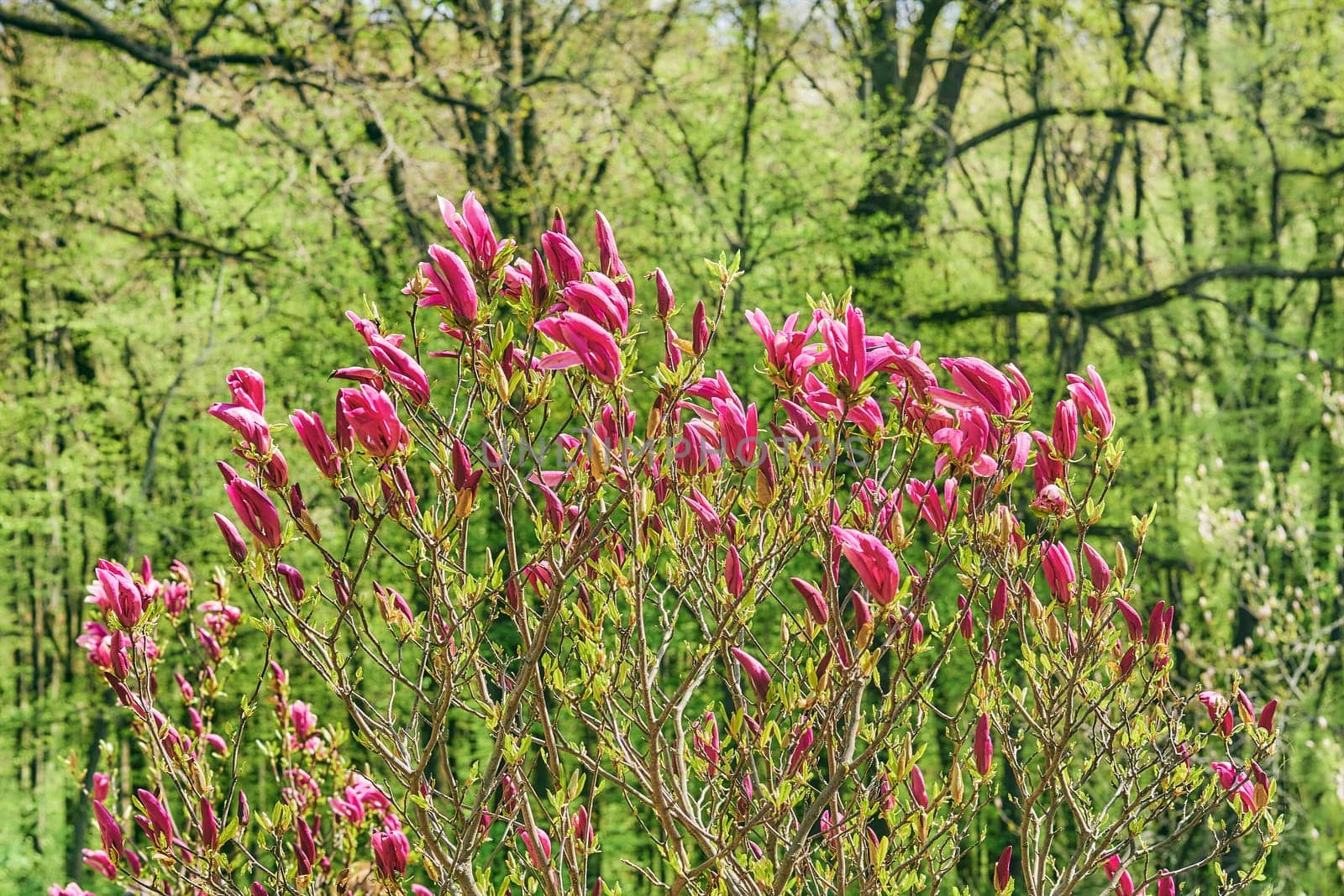 a tree or shrub with large, typically creamy-pink, waxy flowers. Magnolias are widely grown as ornamental trees.