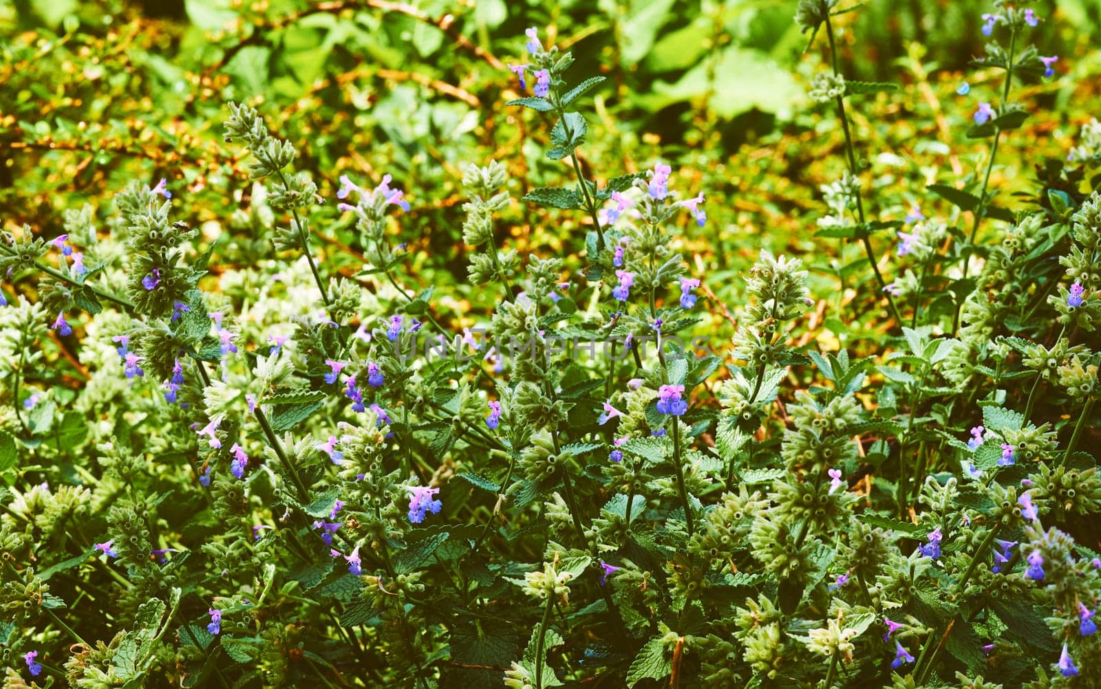an aromatic plant native to temperate regions of the Old World, several kinds of which are used as culinary herbs.