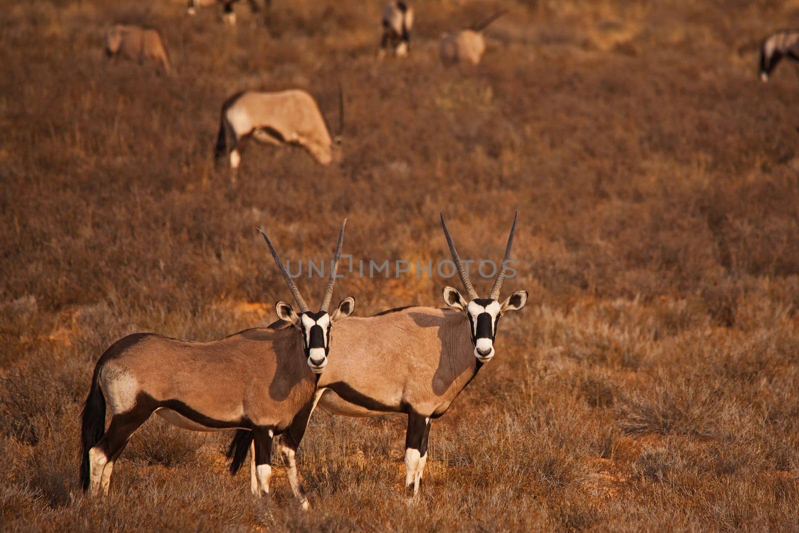 Herd of Kalahari Oryx 5291 by kobus_peche