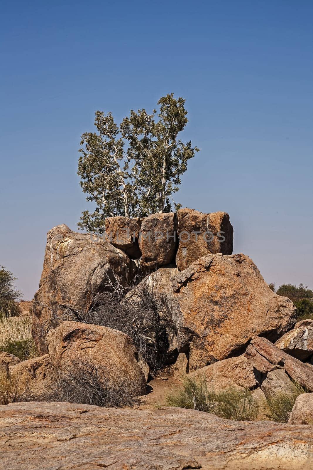 The Namaqua Rock Fig (Ficus cordata) bears small edible fruit and occur in the arid South Western region of Africa from the Western Cape Province of South Africa to Southern Angola