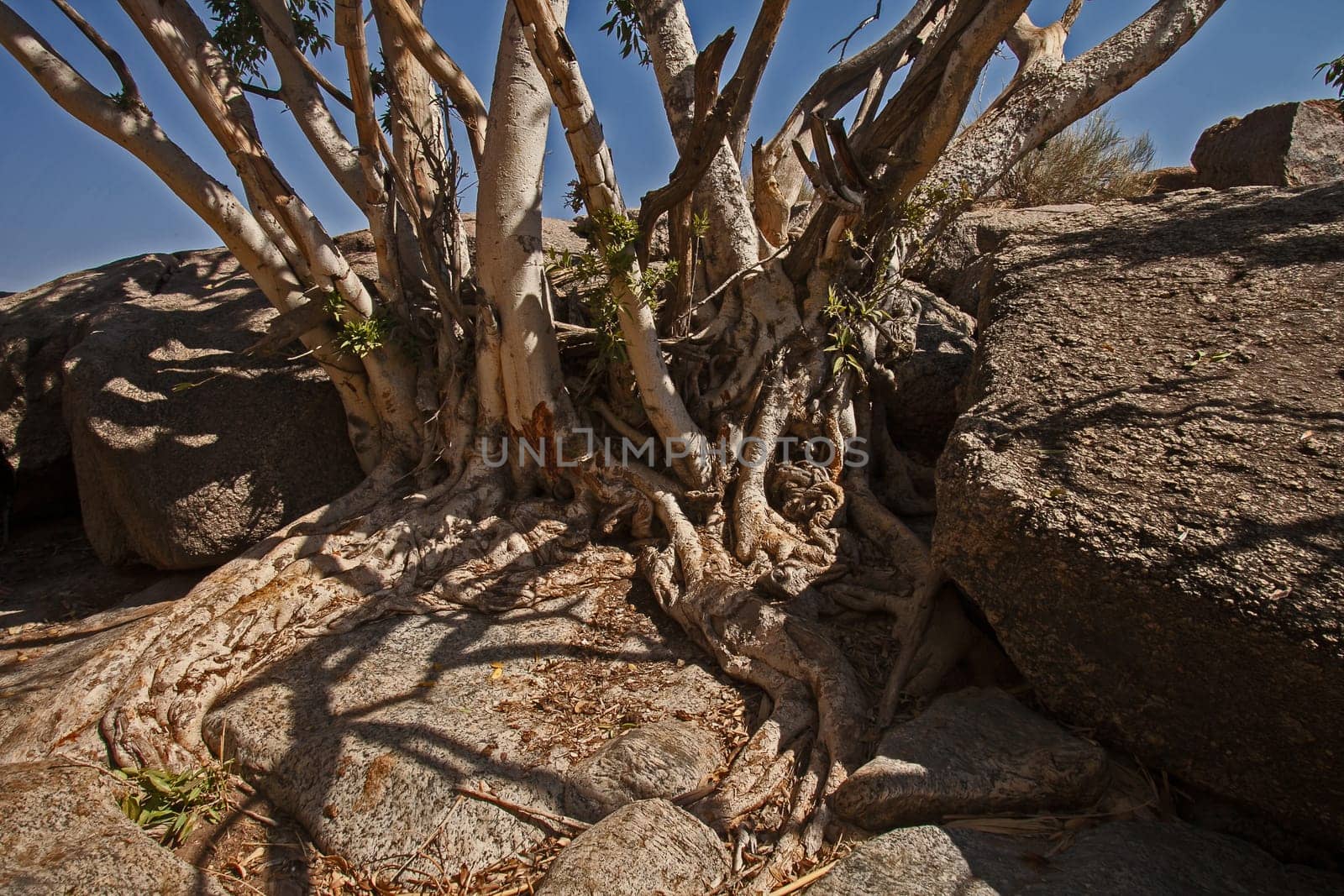 Namaqua Rock Fig (Ficus cordata) 11250 by kobus_peche