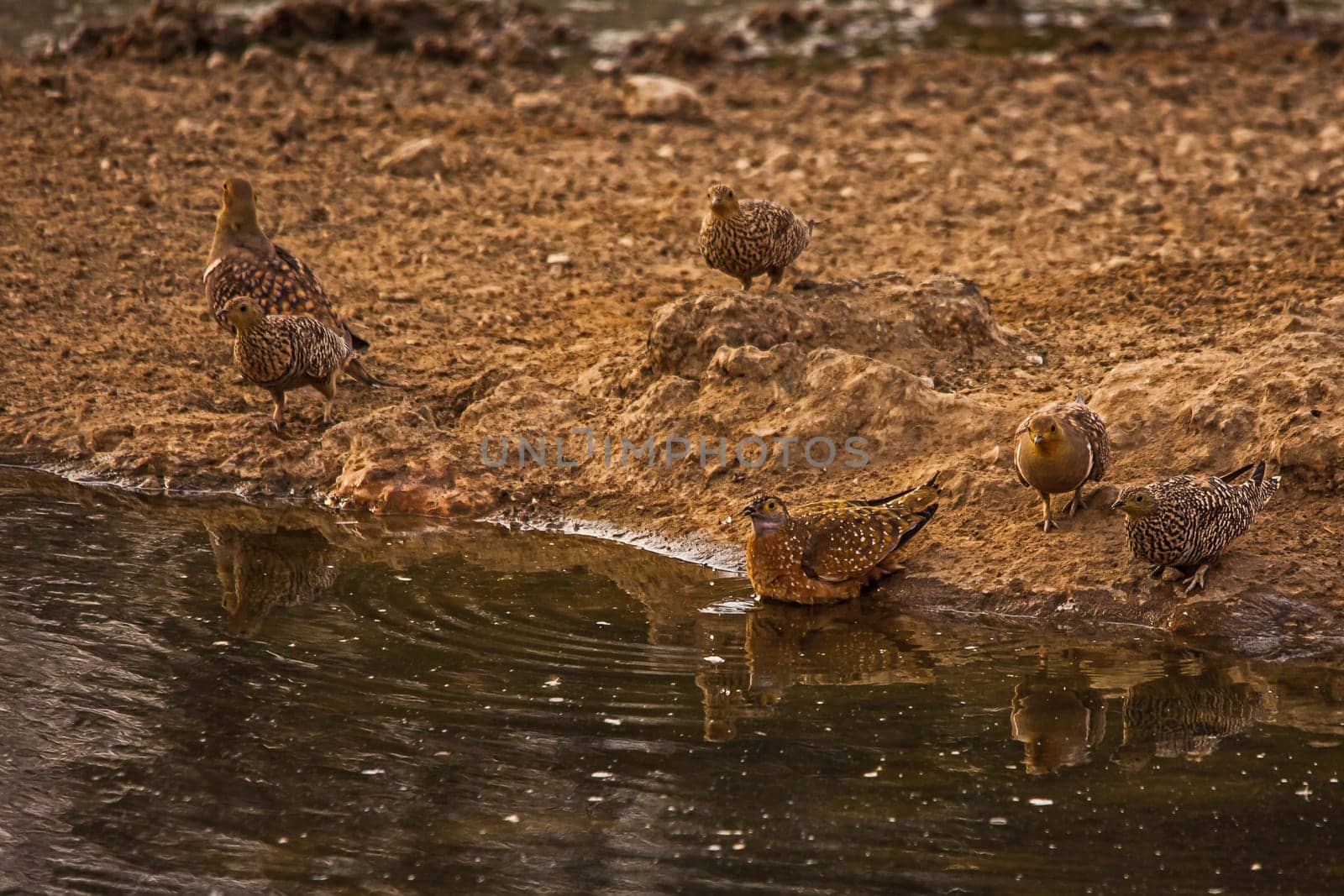 Namaqua Sandgrouse at the water 5303 by kobus_peche