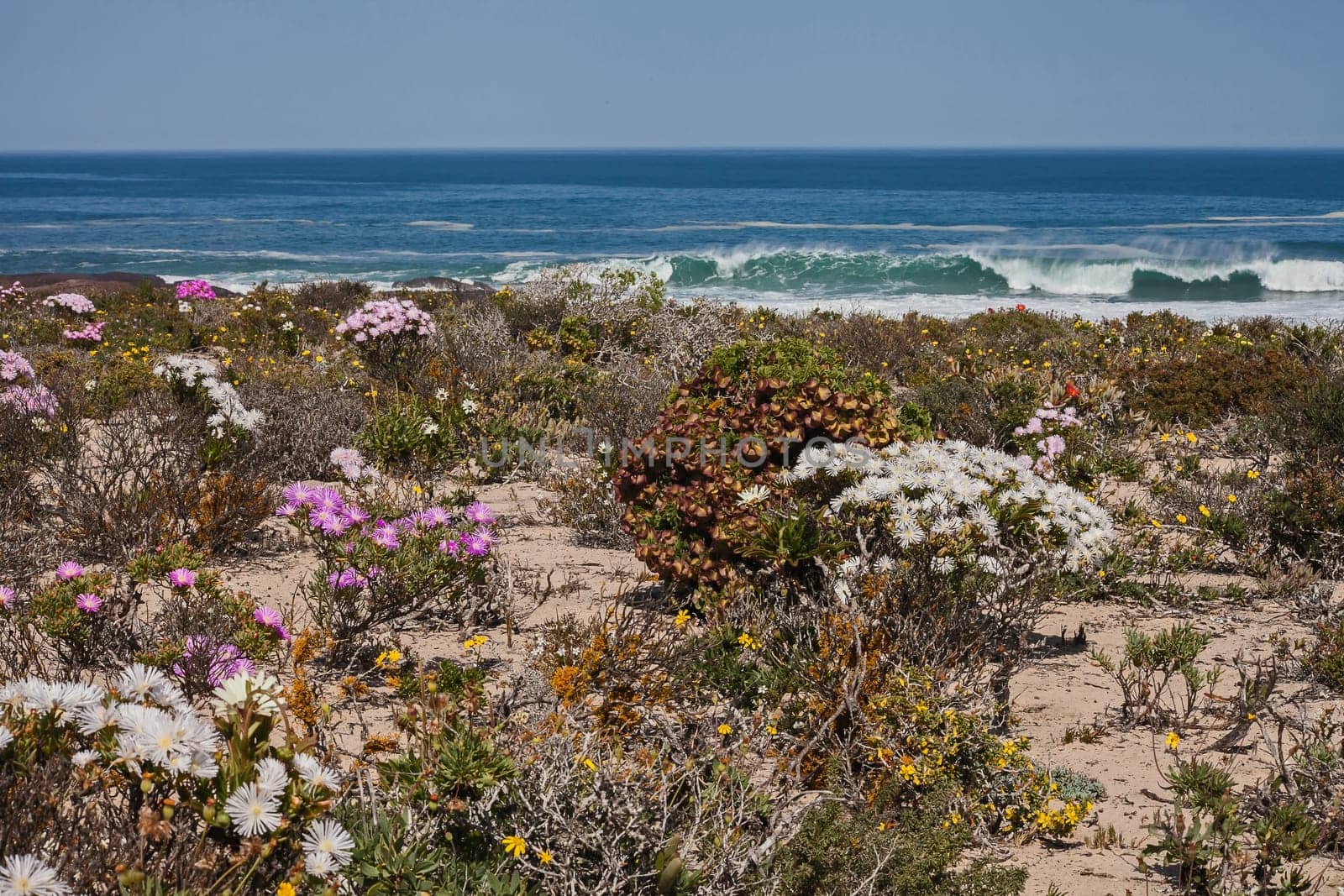 Abundant wild flowers on the cold Atlantic coastline of Namaqualand. Namaqua National Park, South Africa