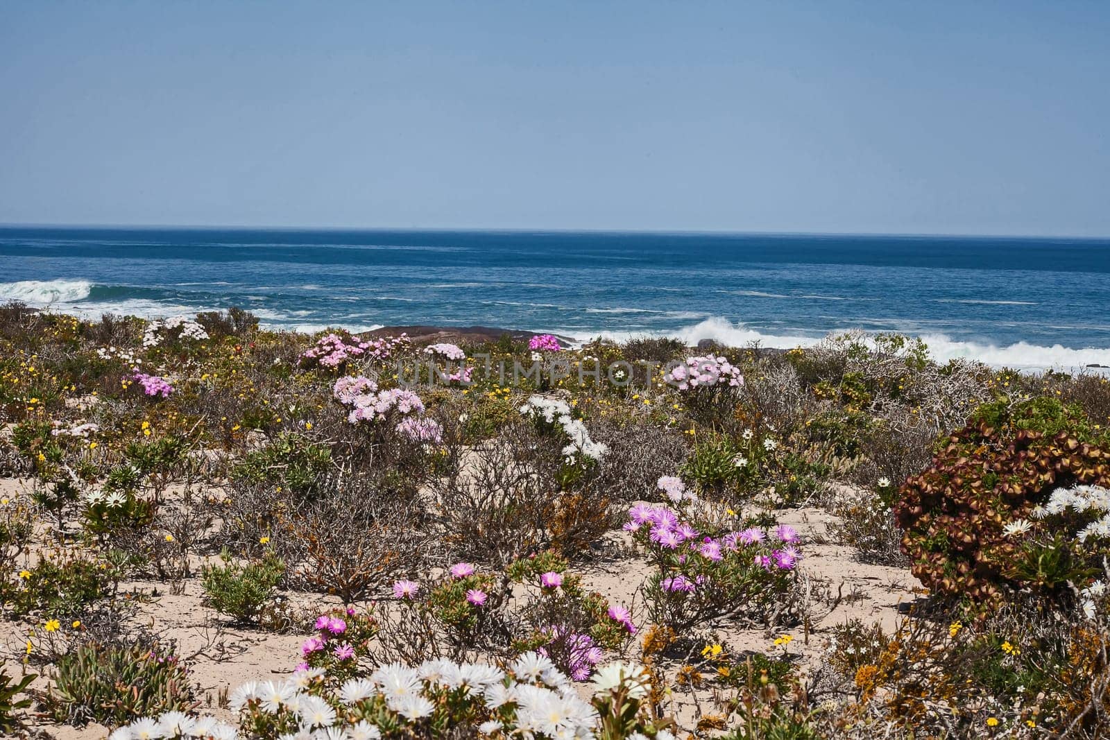 Abundant wild flowers on the cold Atlantic coastline of Namaqualand. Namaqua National Park, South Africa