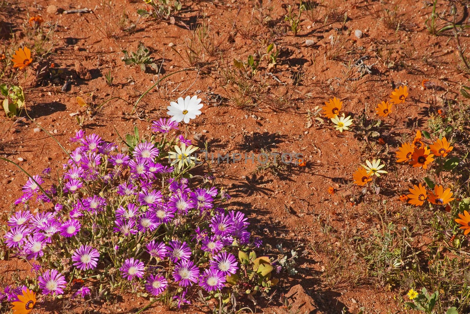 Namaqualand springtime, succulent and daisiy flowers on red sand