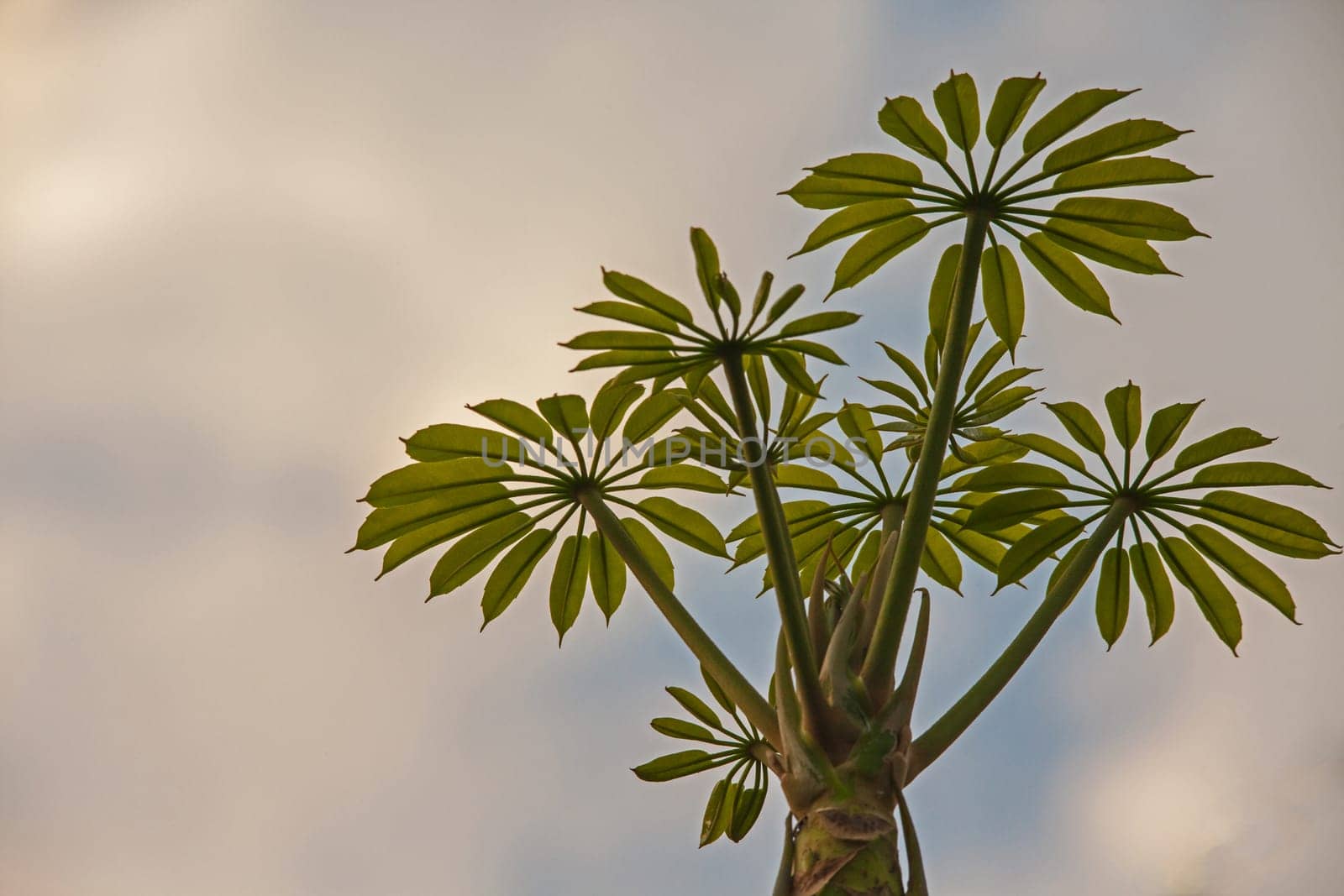 New leaves of the Umbrella Tree (Brassaia actinophylla) against a cloudy sky