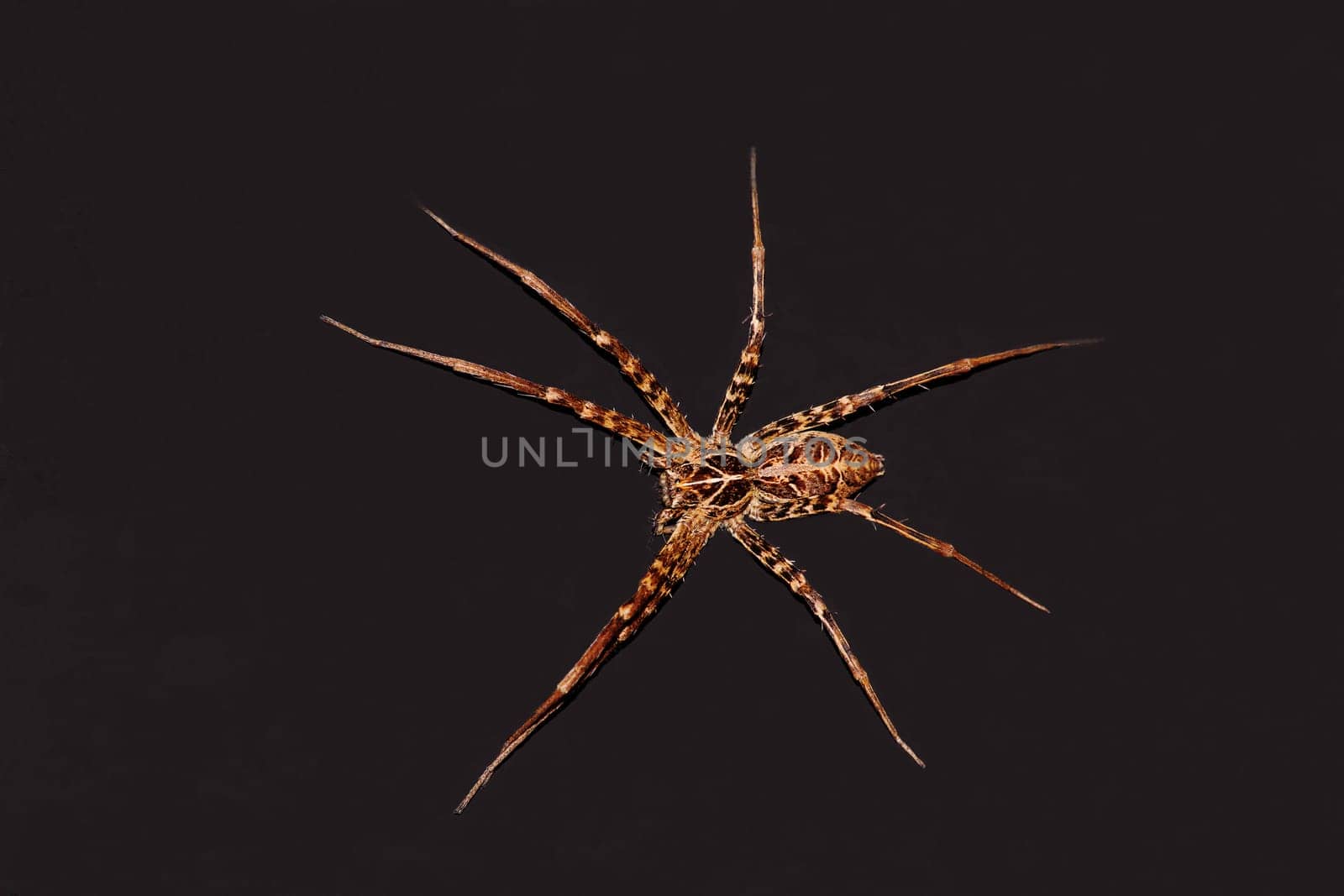 Macro image of a Nurseryweb Spider isolated against a black background