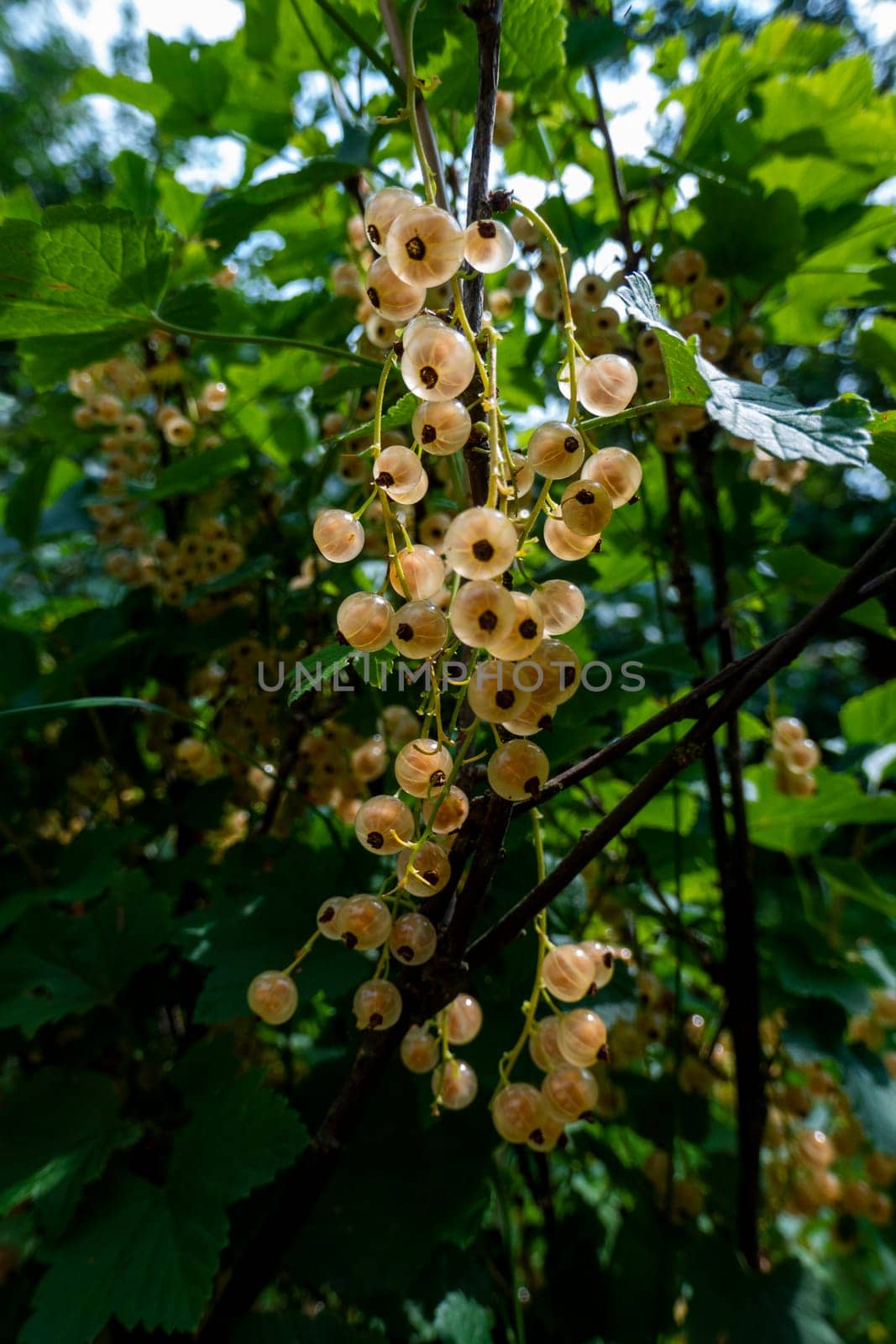 Brush of white currant berries and green leaves. White currant Ribes rubrum White grape Close up. Macro. High quality photo
