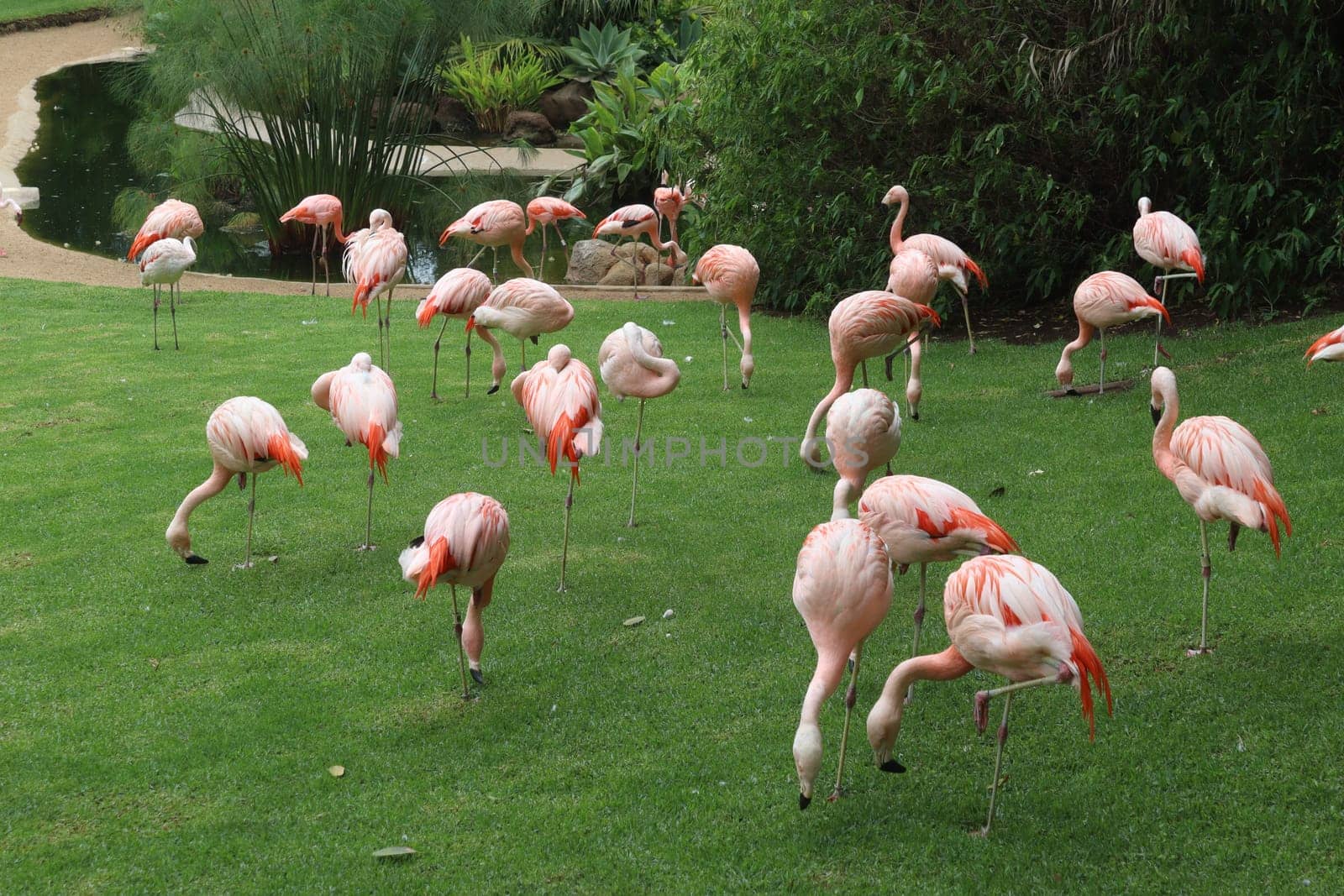 The pink flamingos on a beautiful landscape. Loro Park Spain, Tenerife. Canary Islands