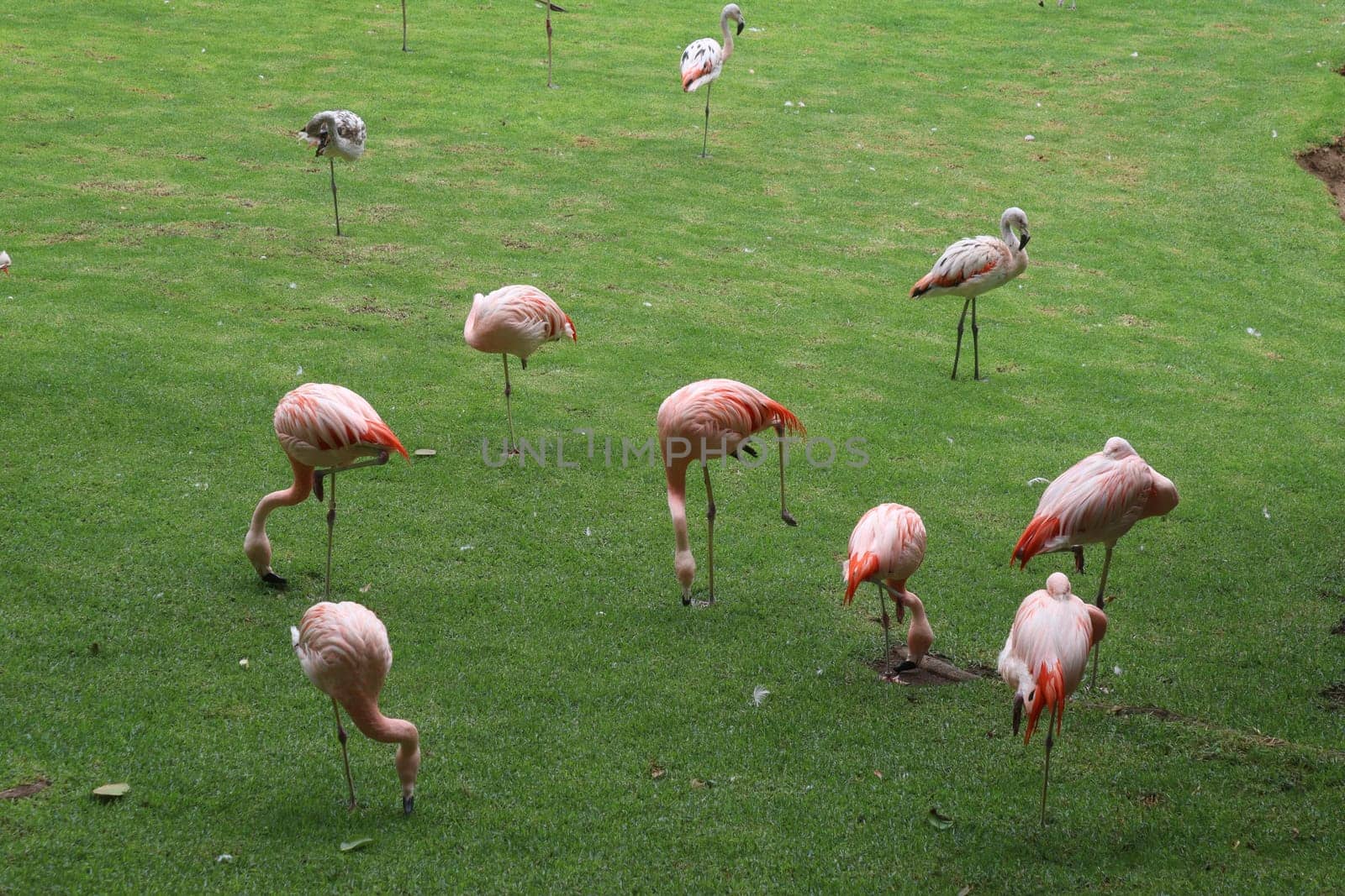 The pink flamingos on a beautiful landscape. Loro Park Spain, Tenerife. Canary Islands