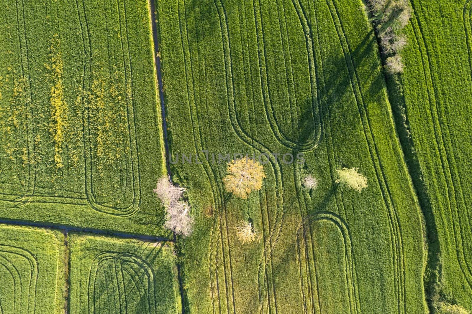 Aerial view of a wheat field in spring  by fotografiche.eu