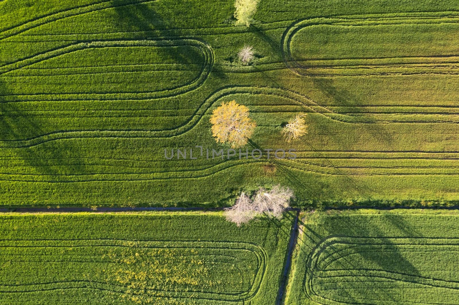 Aerial photographic documentation of the green color of wheat in spring