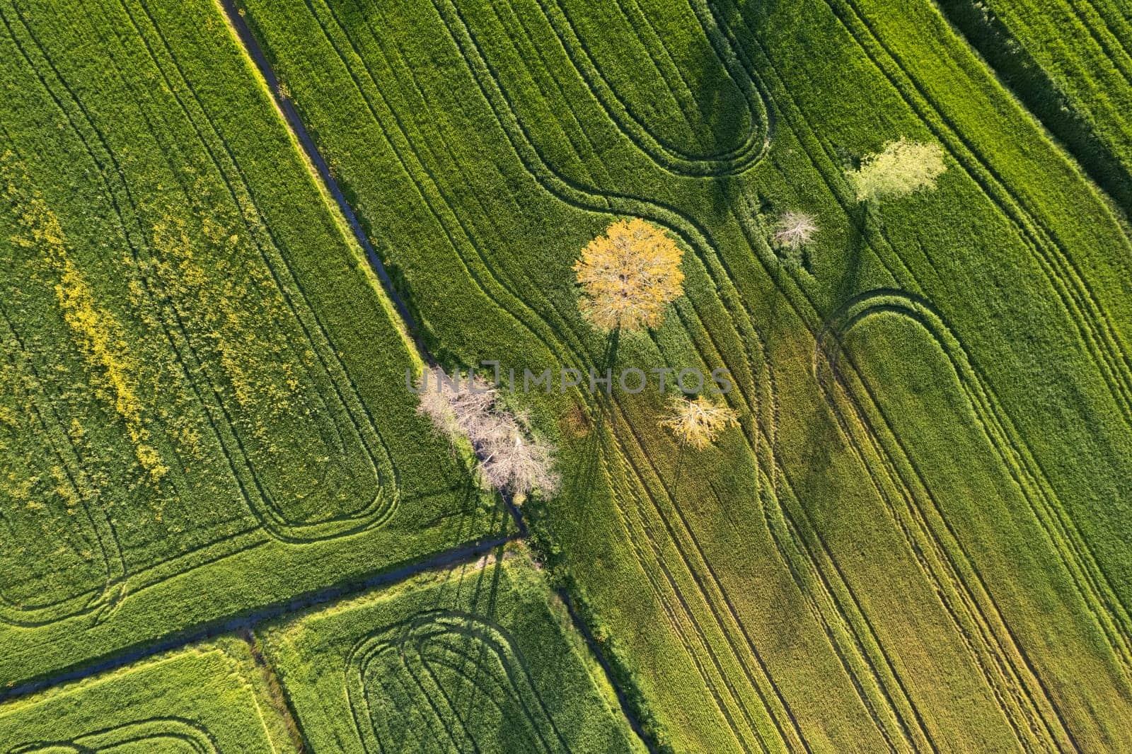 Aerial photographic documentation of the green color of wheat in spring