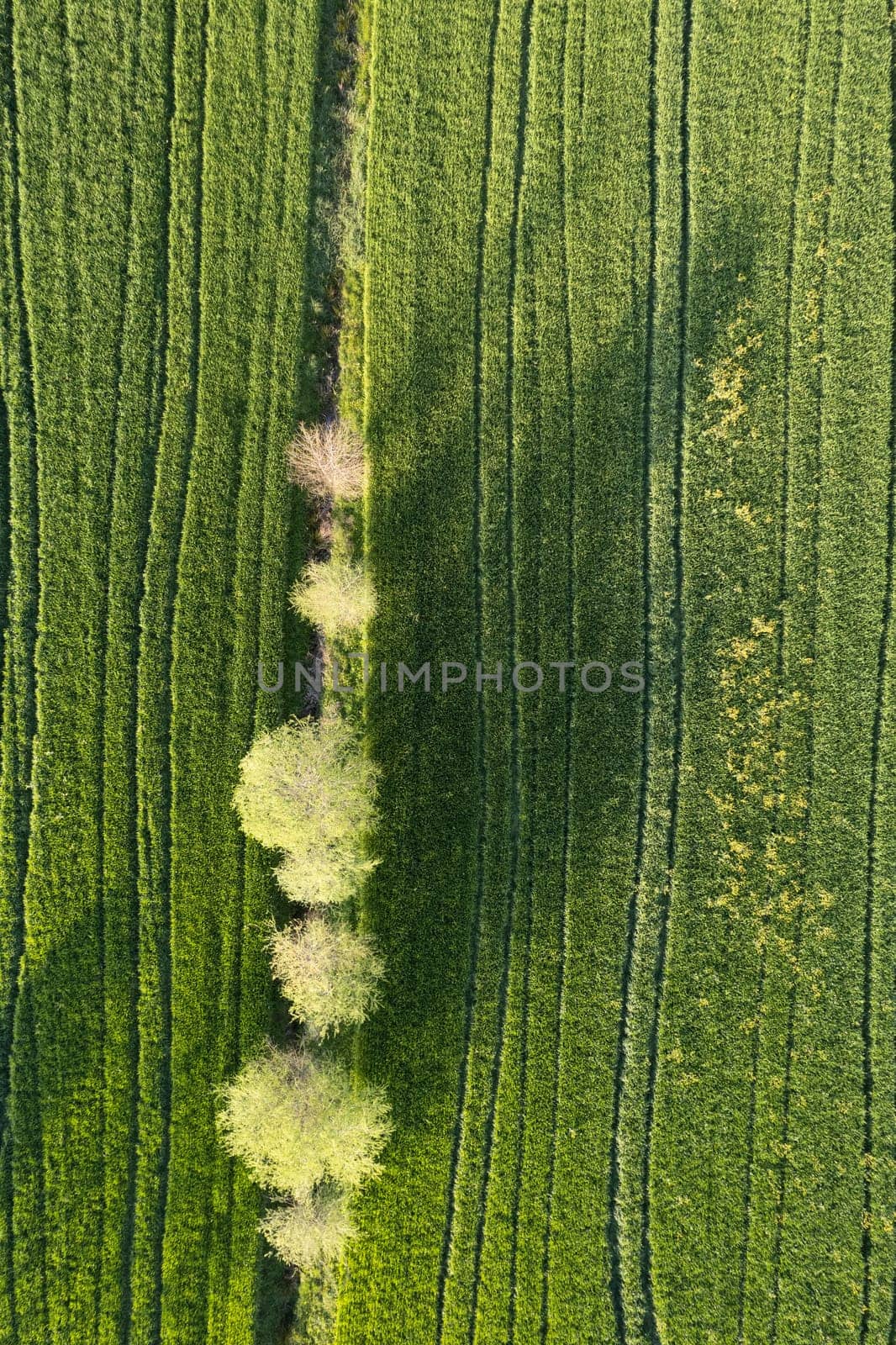 Aerial view of a wheat field in spring  by fotografiche.eu