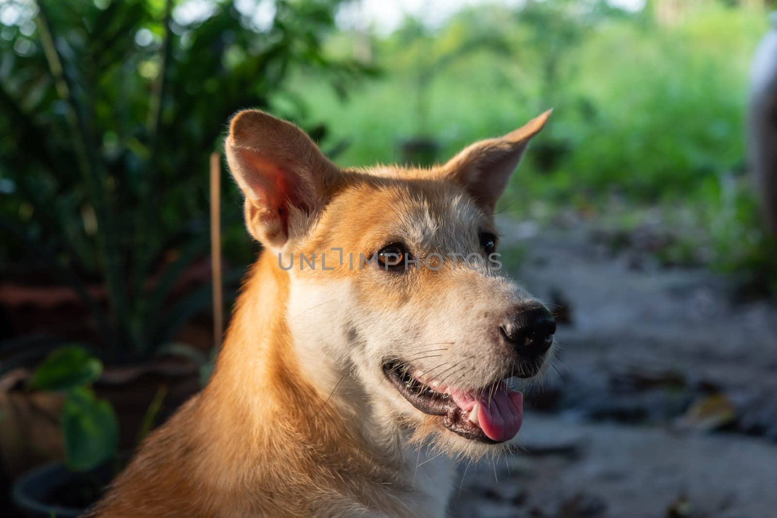 Thai brown stray dog is a animal type mammal and pet so cute playing at beautiful nature garden or farm and looking at something with joy and happy