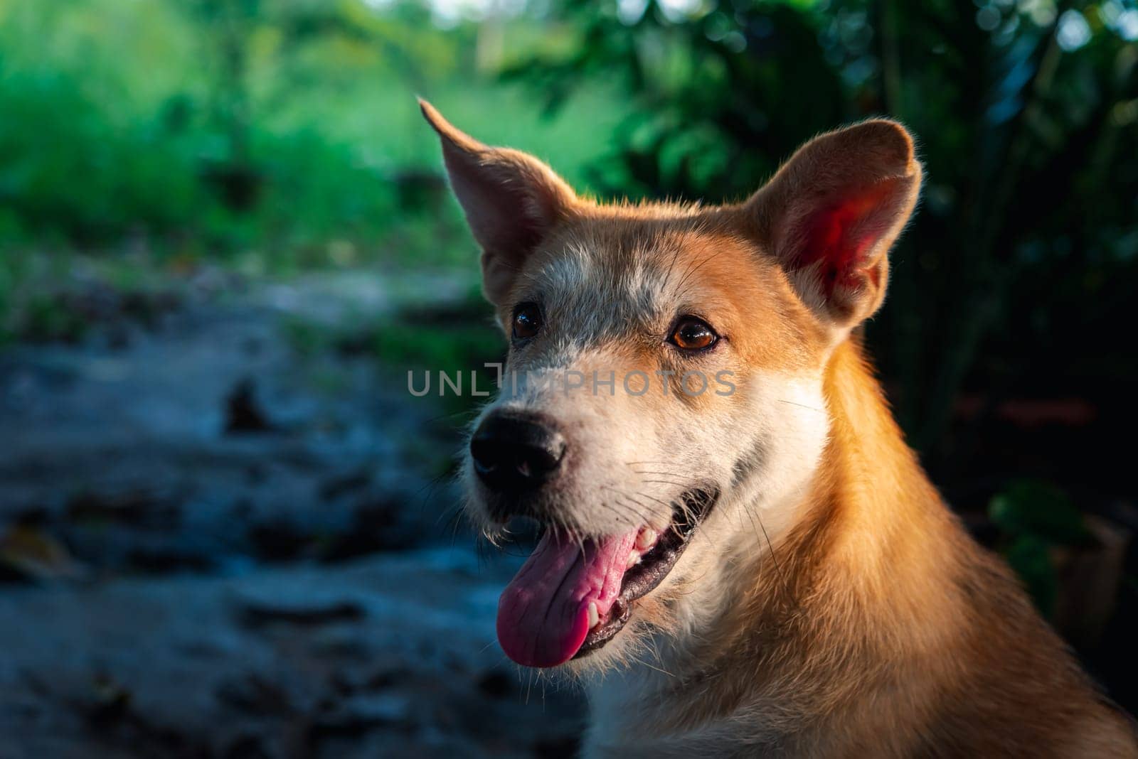 Thai brown stray dog is a animal type mammal and pet so cute playing at beautiful nature garden or farm and looking at something with joy and happy