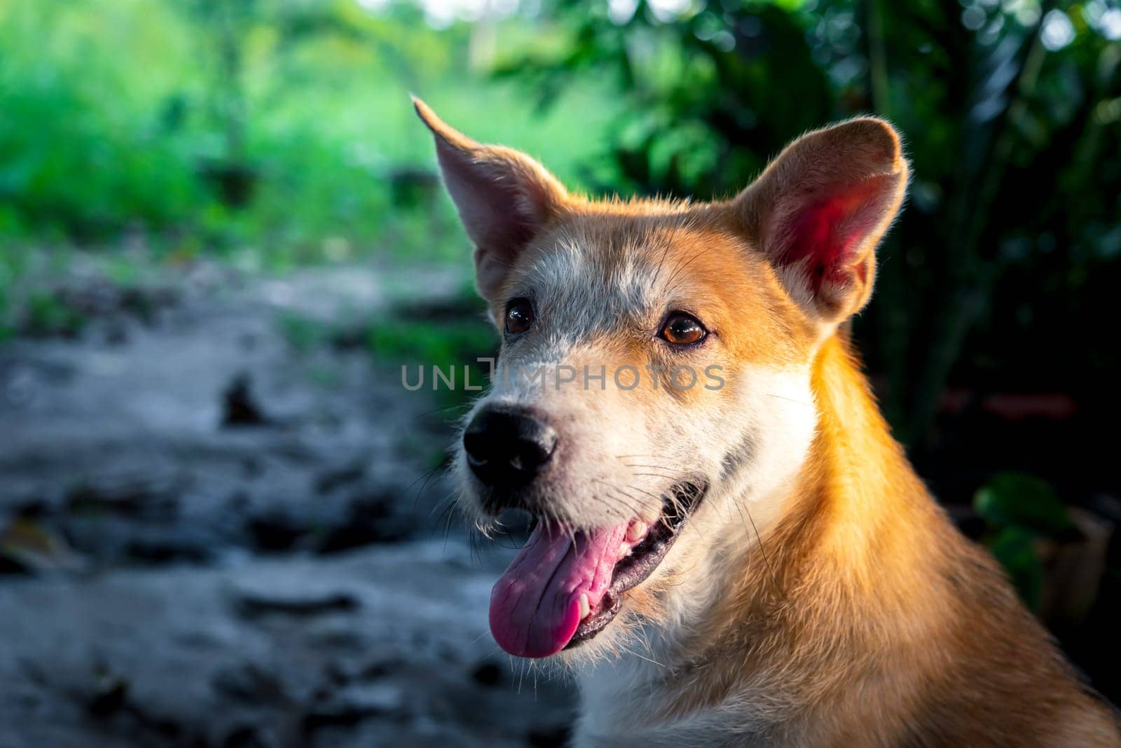 Thai brown stray dog is a animal type mammal and pet so cute playing at beautiful nature garden or farm and looking at something with joy and happy