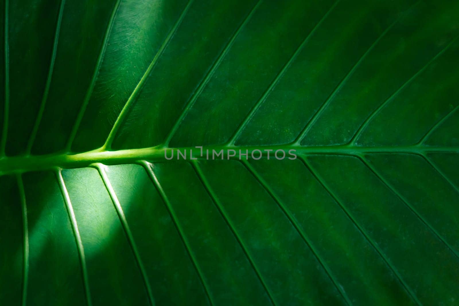 Greenery background of nature plant and leaf by NongEngEng