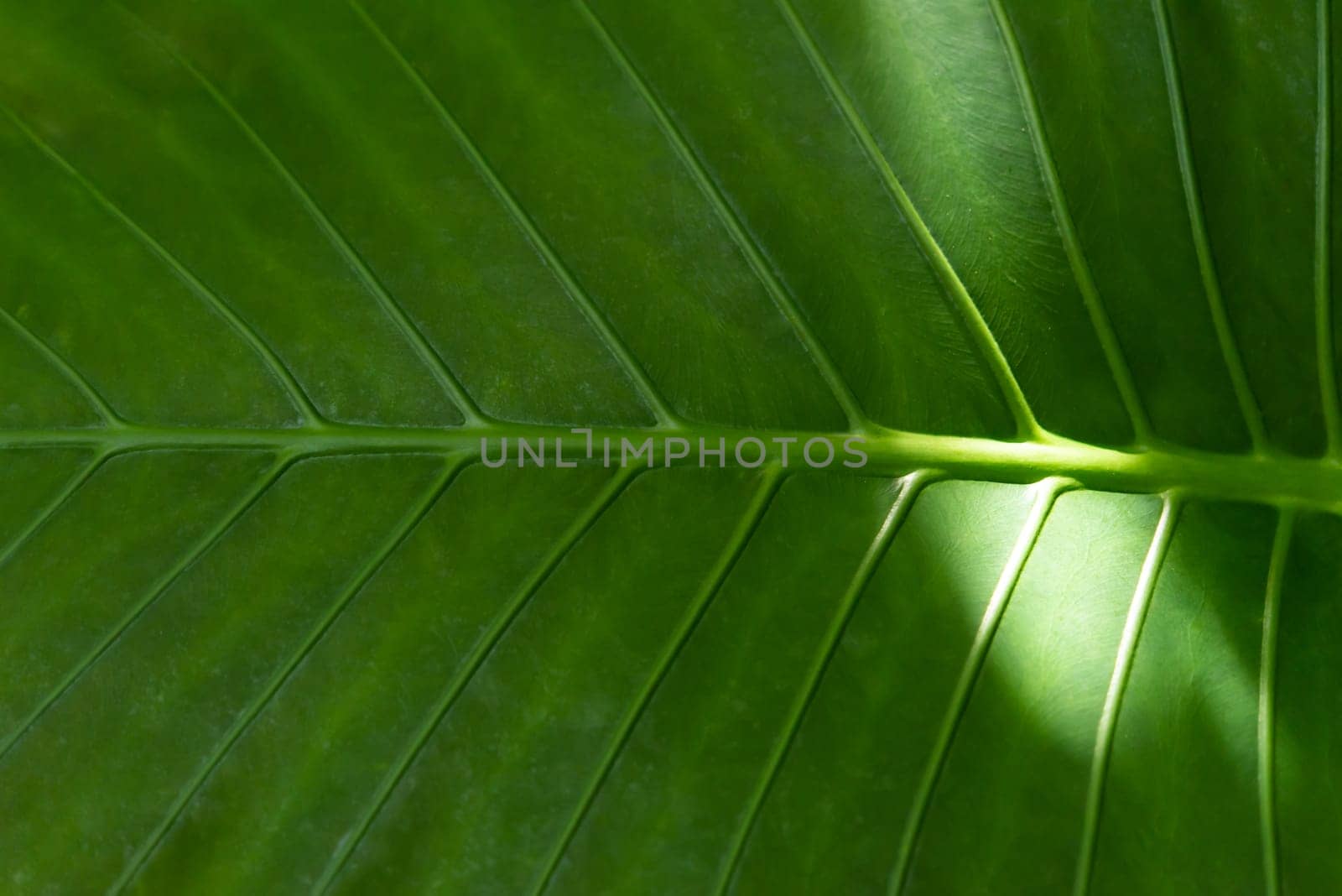 Greenery background, green color of nature plant and leaf environment greenery concept