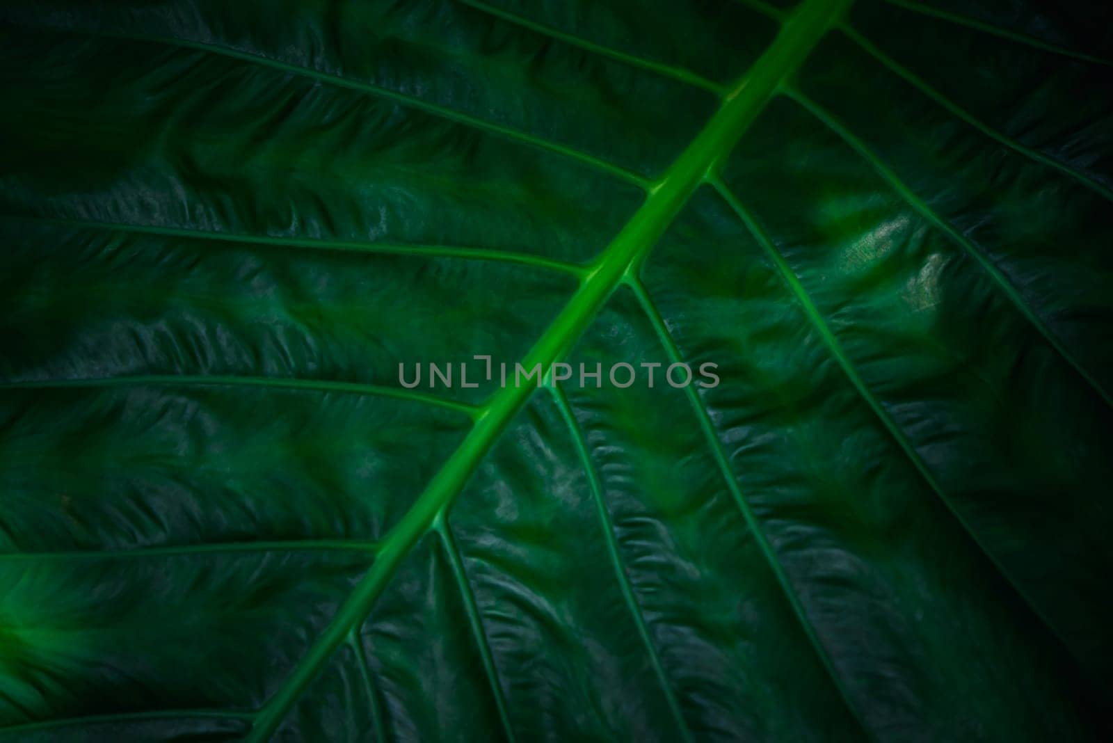 Greenery background, green color of nature plant and leaf environment greenery concept