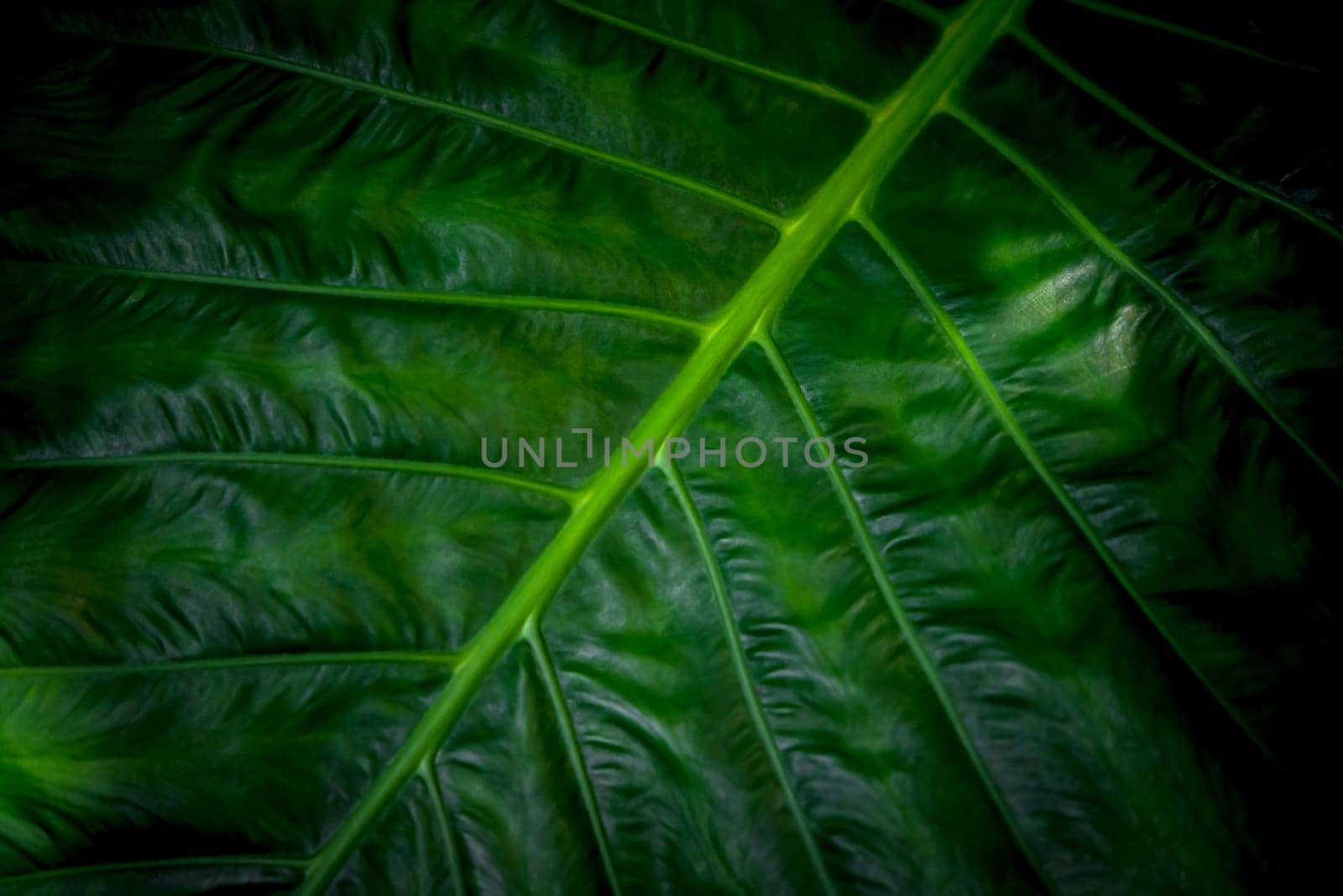 Greenery background of nature plant and leaf by NongEngEng