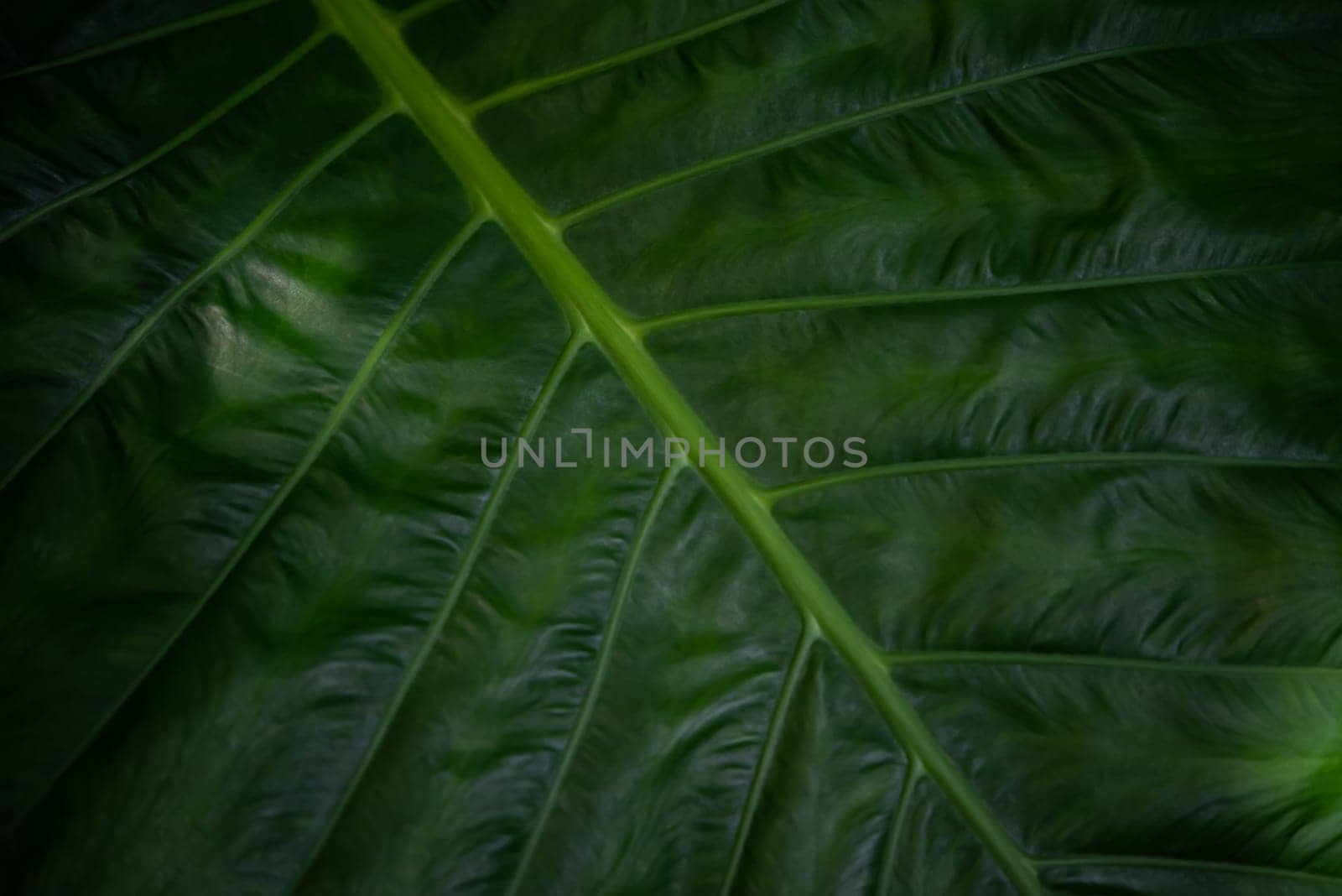 Greenery background, green color of nature plant and leaf environment greenery concept