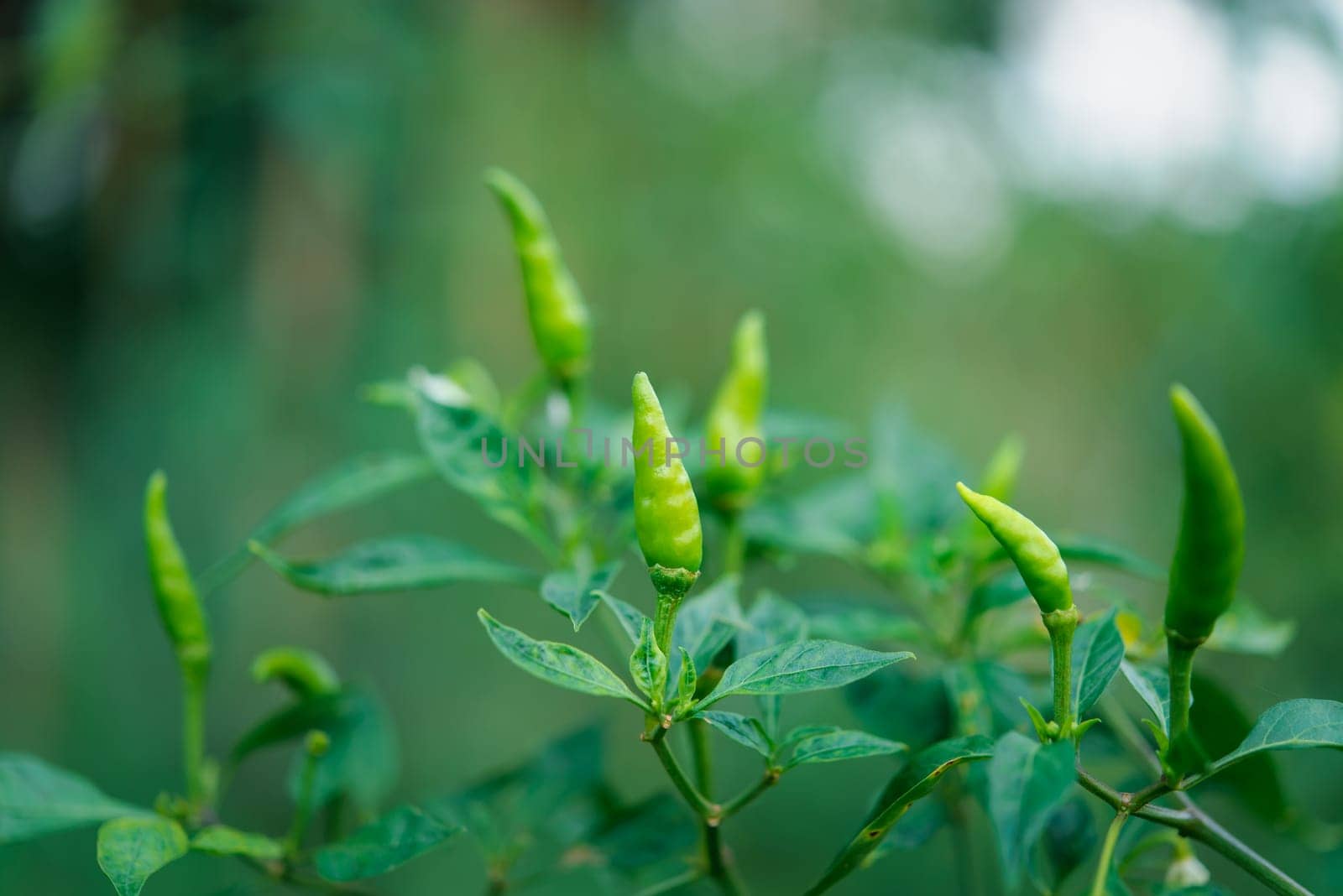 Chilli peppers or green chilies in farm by NongEngEng