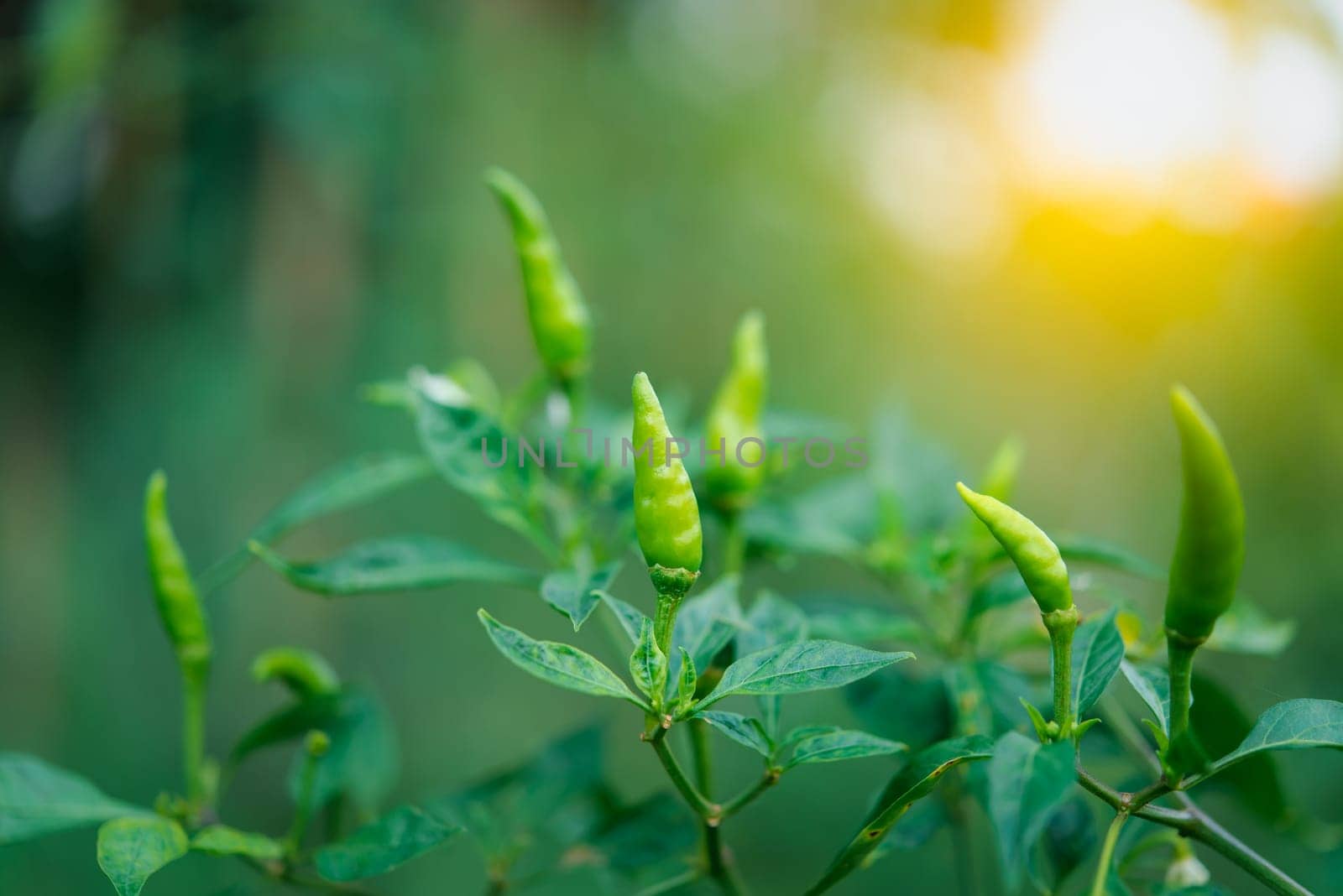 Chilli peppers or green chilies in farm gardening is vegetable use for ingredient of Thai food