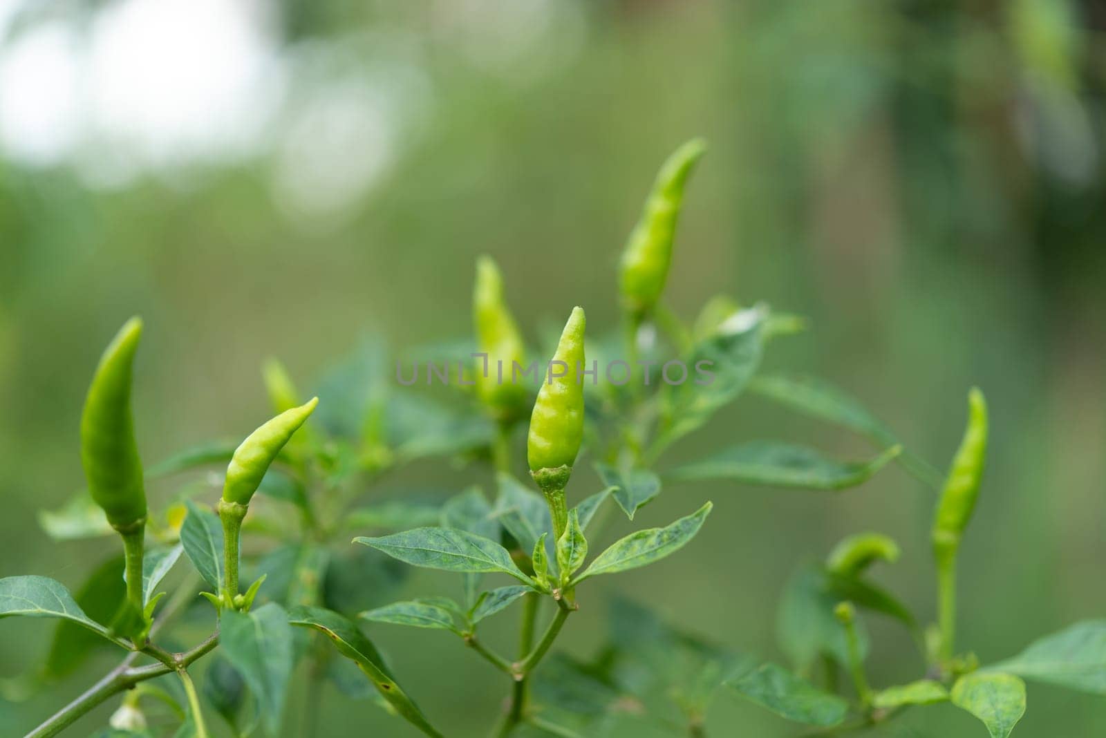 Chilli peppers or green chilies in farm gardening is vegetable use for ingredient of Thai food