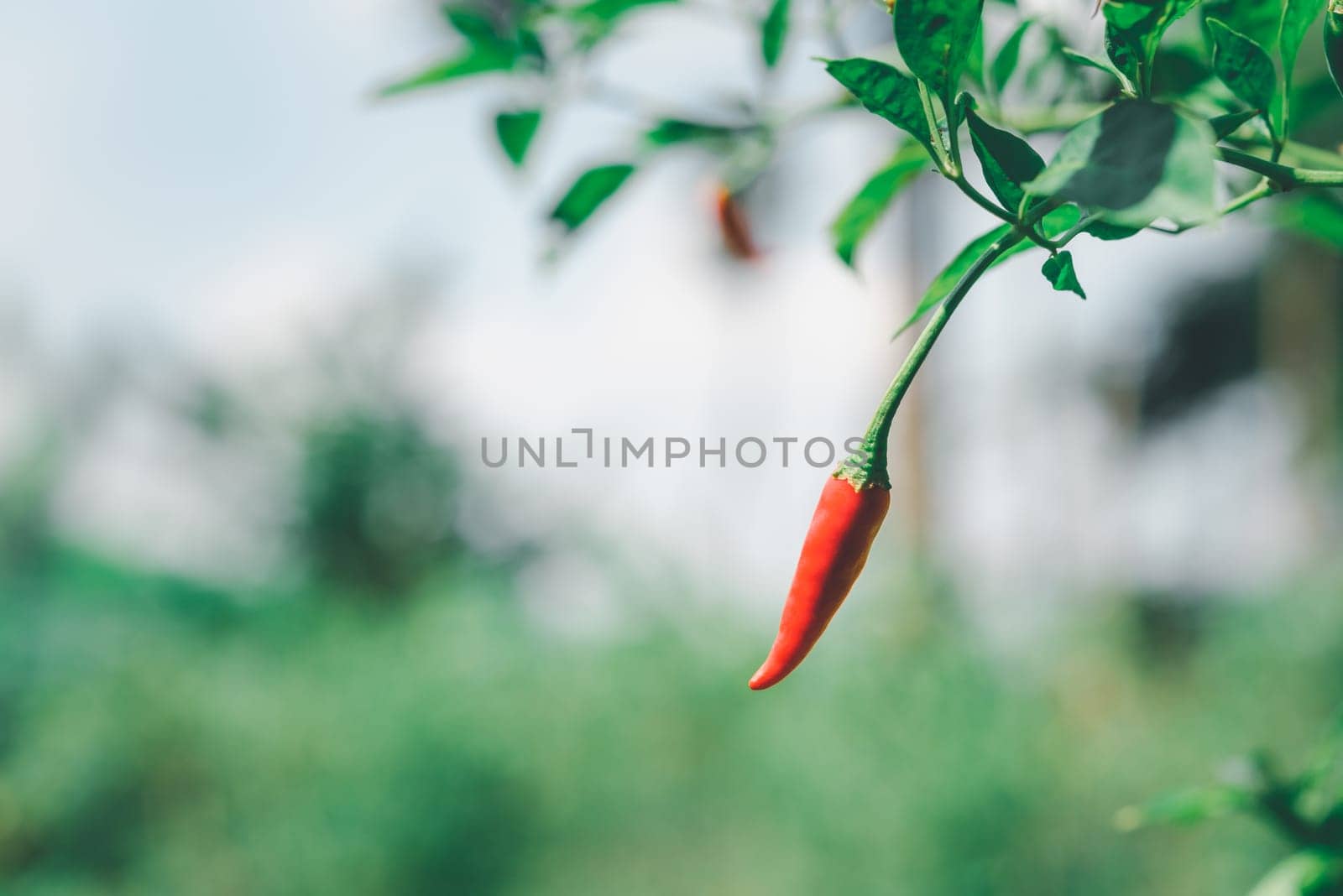 Chilli peppers or red chilies in farm by NongEngEng