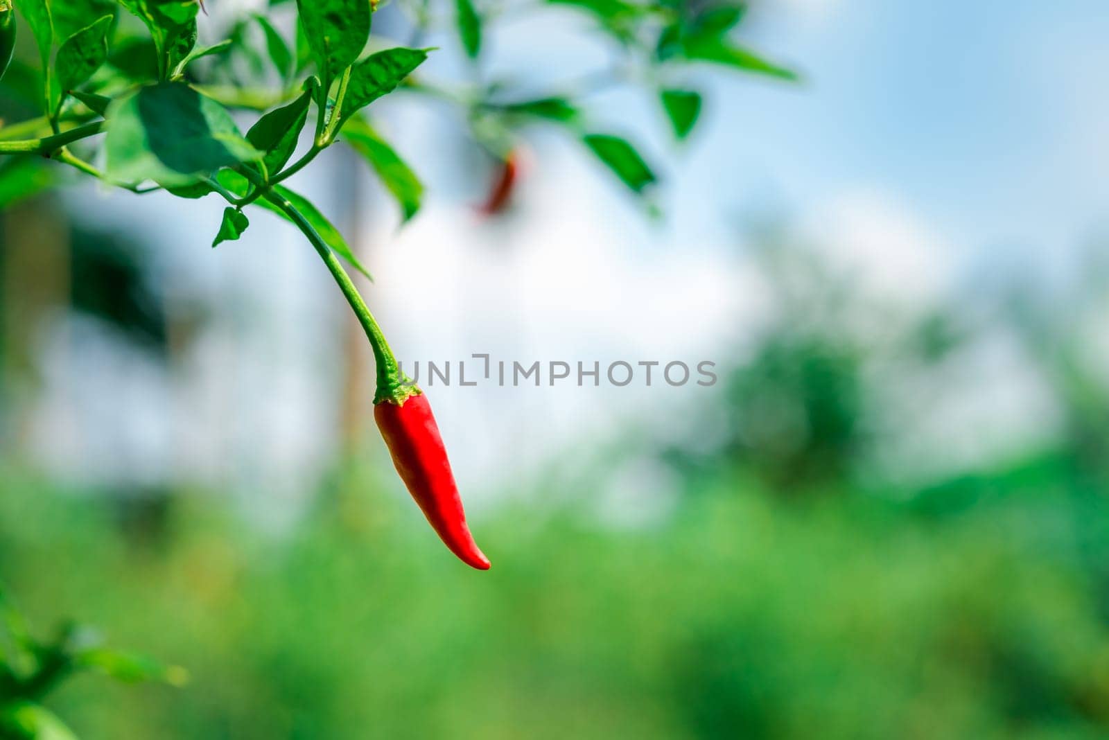 Chilli peppers or red chilies in farm gardening is vegetable use for ingredient of Thai food