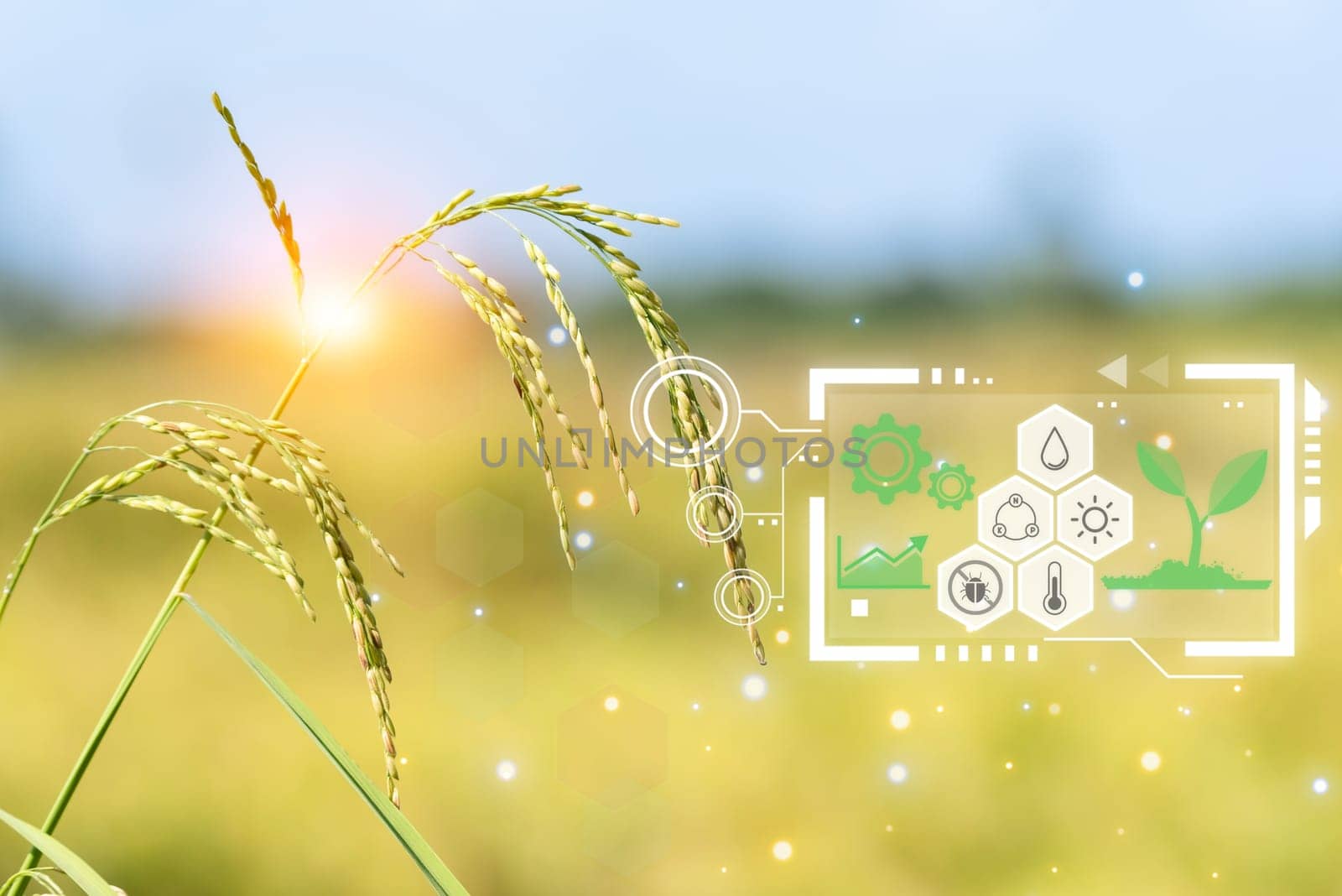 Smart farm digital icon and futuristic AI data infographic of Landscape nature of rice field on rice paddy green color lush growing is a agriculture in asia