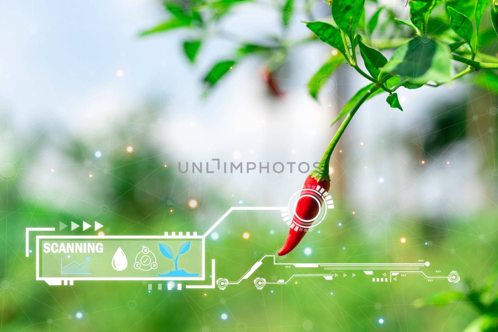 Smart farm digital icon and futuristic AI data infographic of Chilli peppers or red chilies in farm gardening is vegetable use for ingredient of Thai food