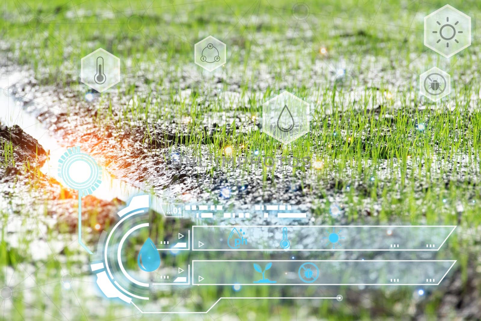 Smart farm digital icon and futuristic AI data infographic of Watering of nature rice field on rice paddy green color lush growing is a agriculture in asia